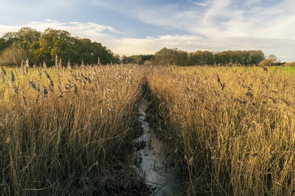 Natural Abstract_The Reeds.jpg