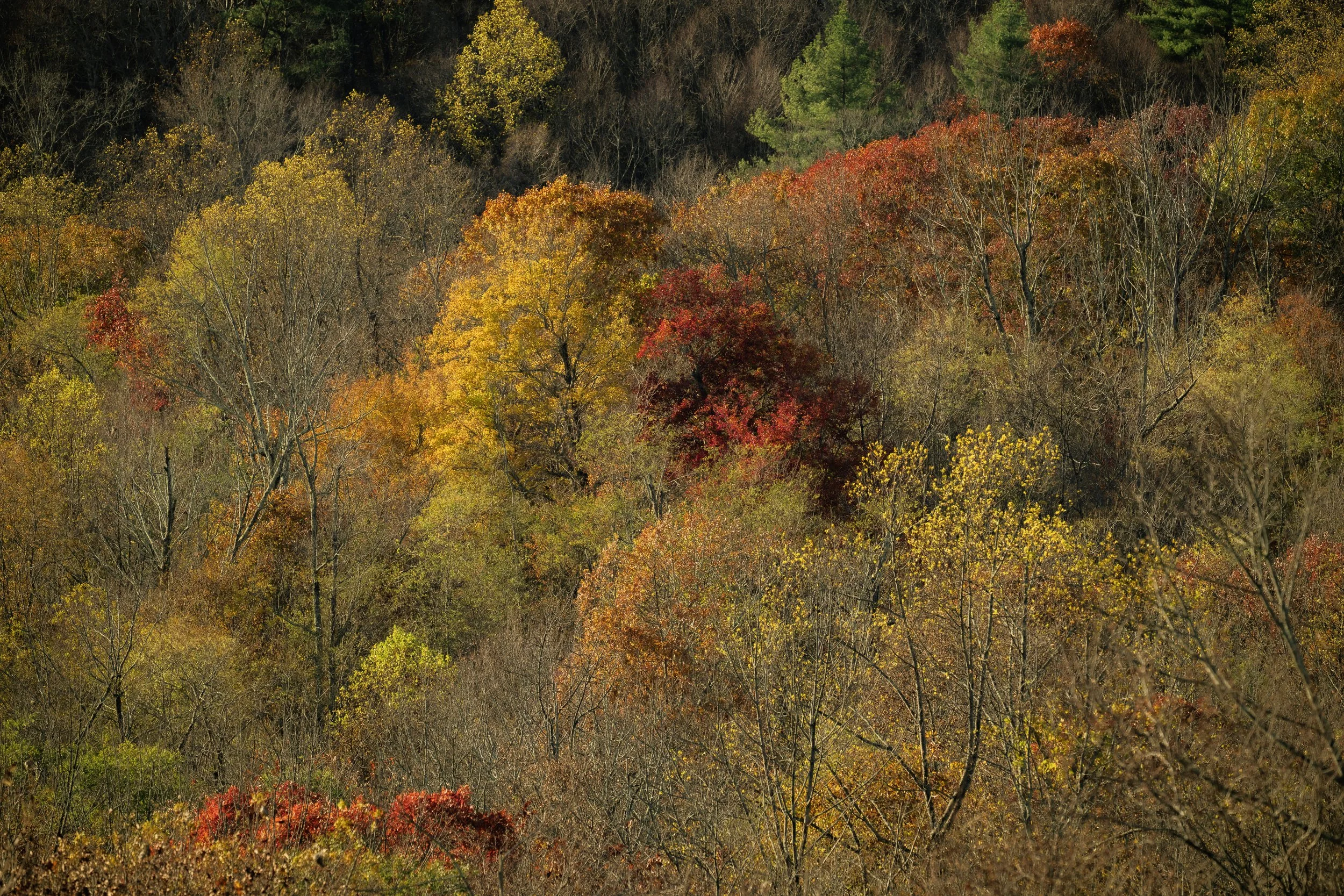 Colors of Fall-1.jpg