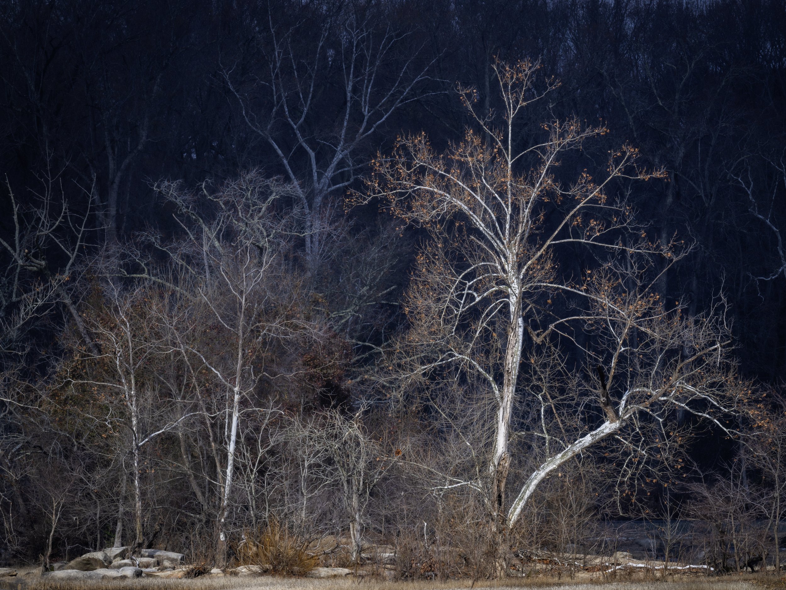 Veins of the Forest-1.jpg