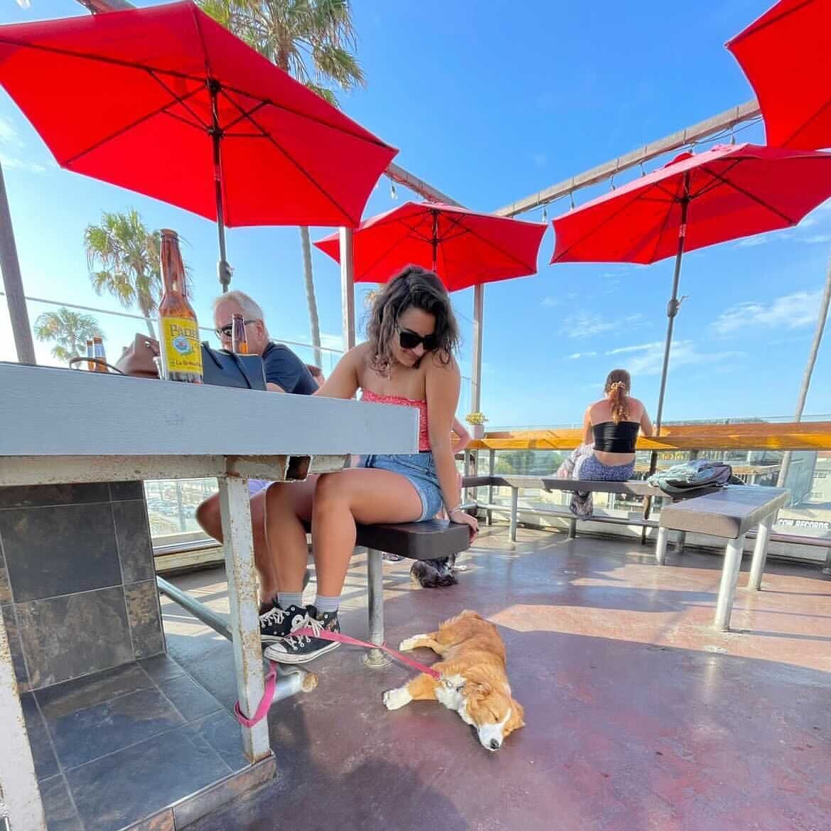 We 🤍 all the dogs of OB 🐾 @hugs.from.honey living her best life on the rooftop. Come by for a cold brew with a view.