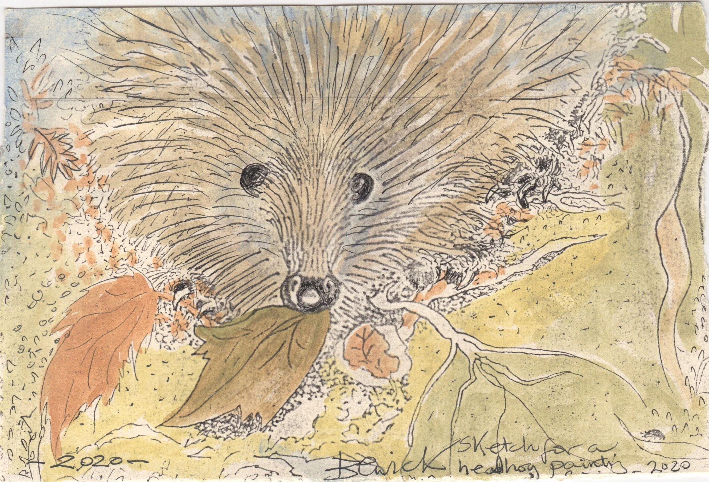 Sketch for a Hedgehog