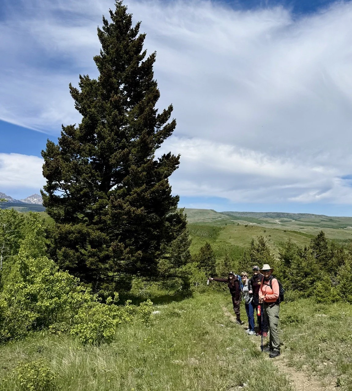Four hikers in outdoor gear walking along a trail next to a large pine tree in a grassy landscape with rolling hills and mountains in the background under a partly cloudy sky.