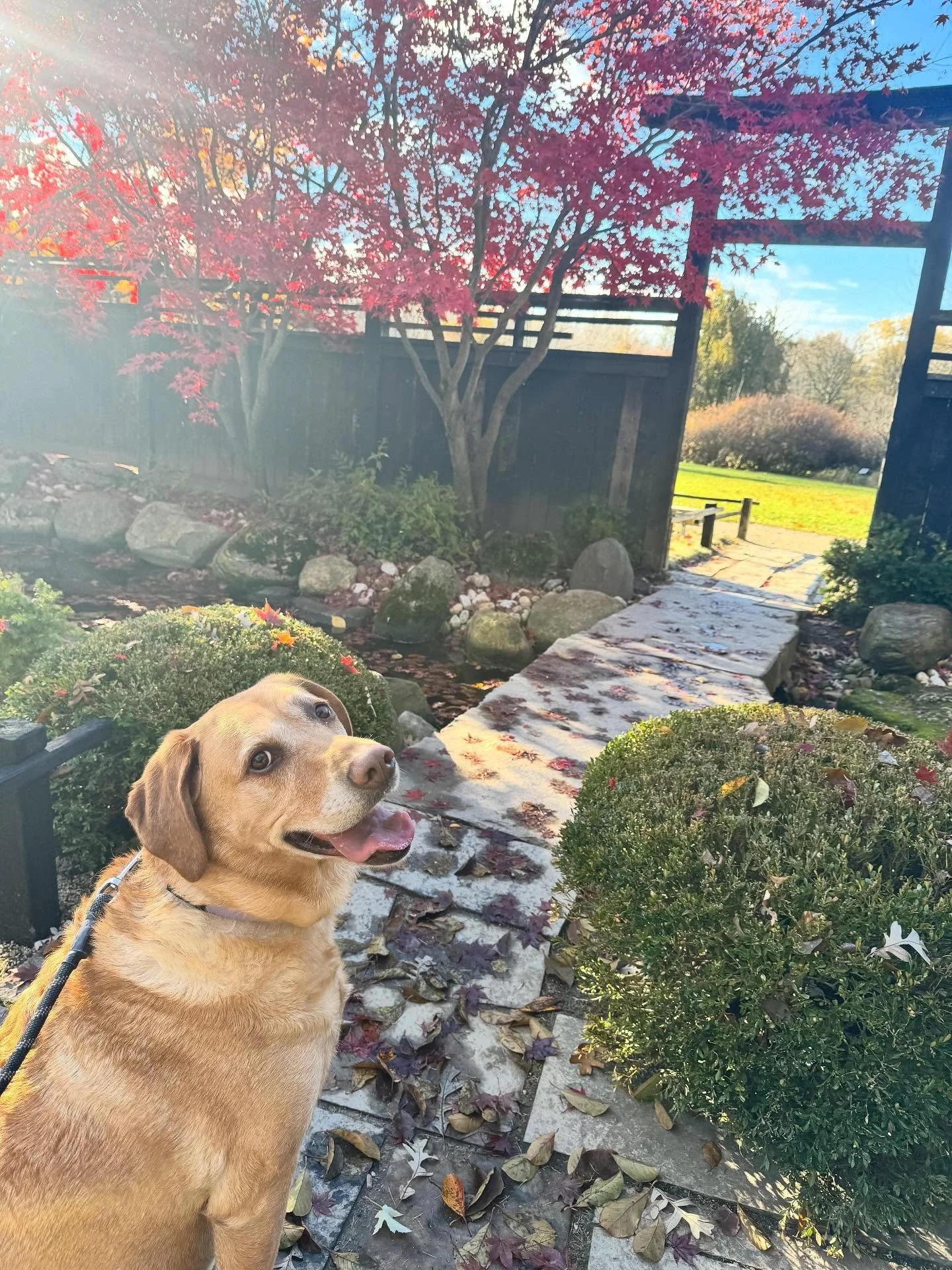 Peak fall walk with Lizzo