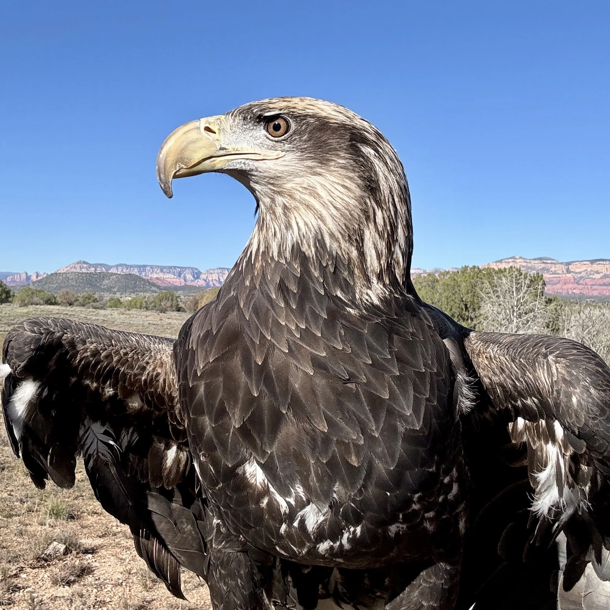 Earth Day, the Endangered Species Act and Saving Raptors from Extinction