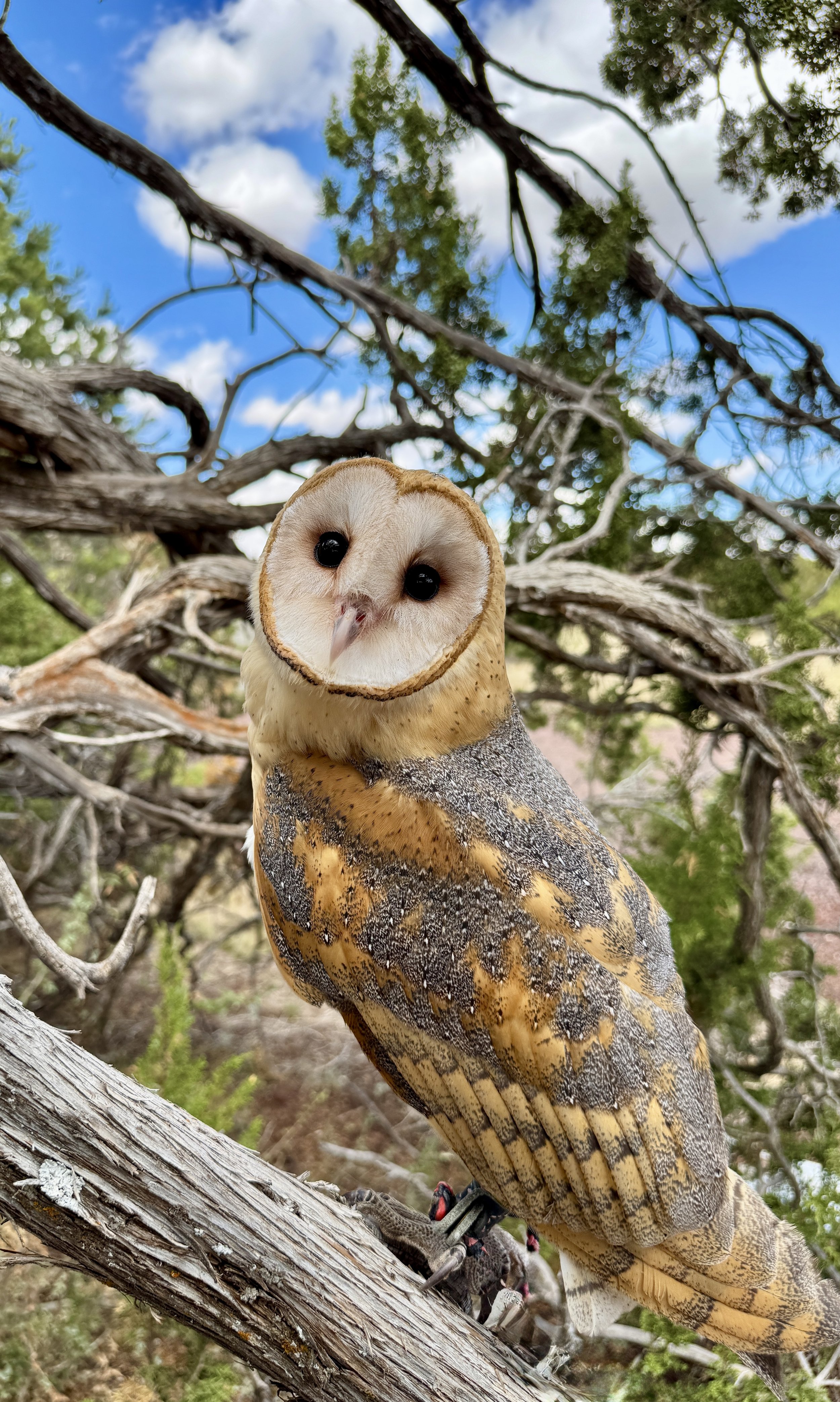 Arboretum at Flagstaff - Eco Explorers Summer Camp