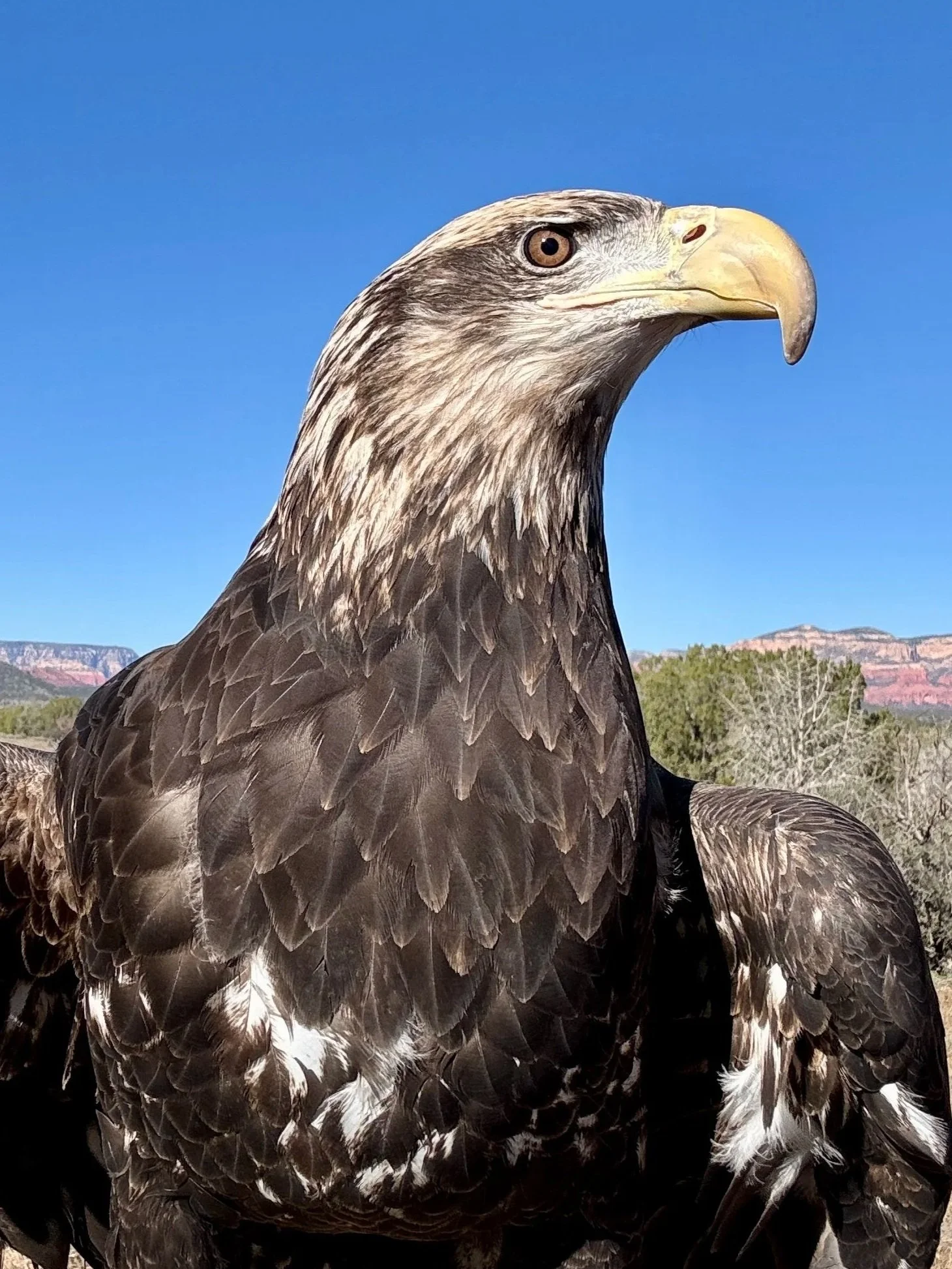 Bald Eagle Day: Eagles of the World