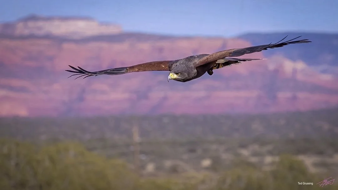Small-Group Raptor Experience – Sedona