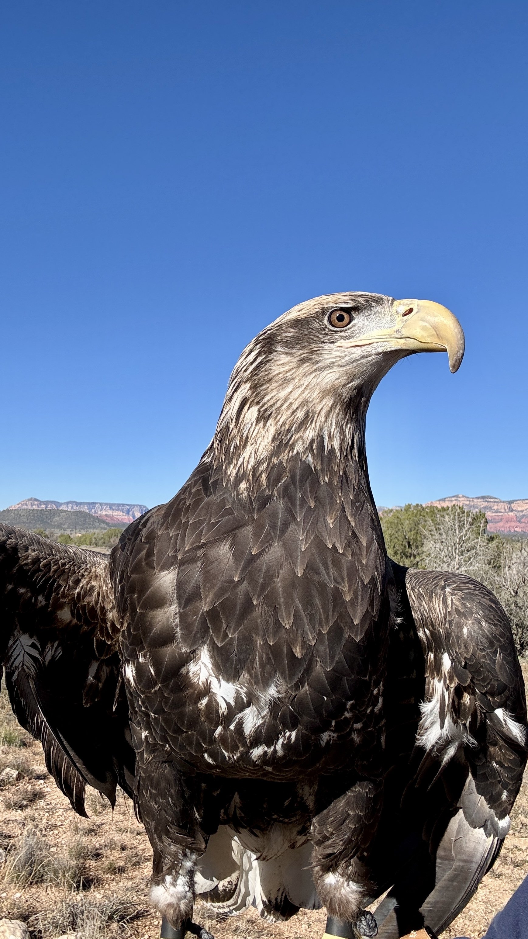 Small-Group Bald Eagle & Raptor Experience – Sedona