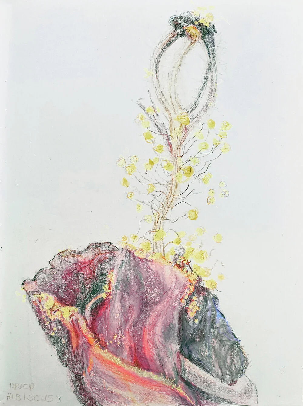 7+Hibiscus+3+_2020_Colored+Pencil+on+Paper_20.32+x+27.94+cm_8+x+11+in.jpg