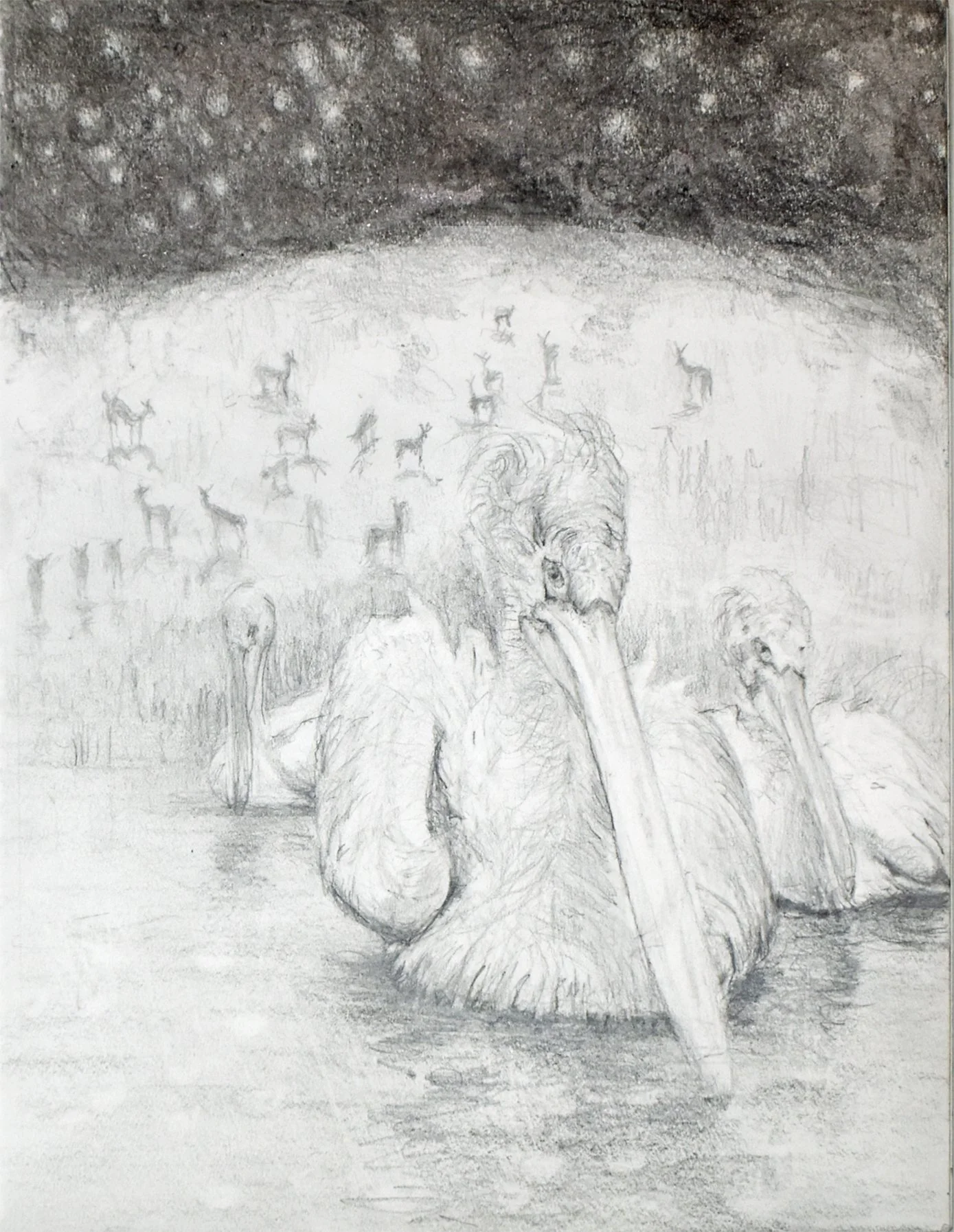 Pelican Ungulates Stars and Jelly fish, 2022