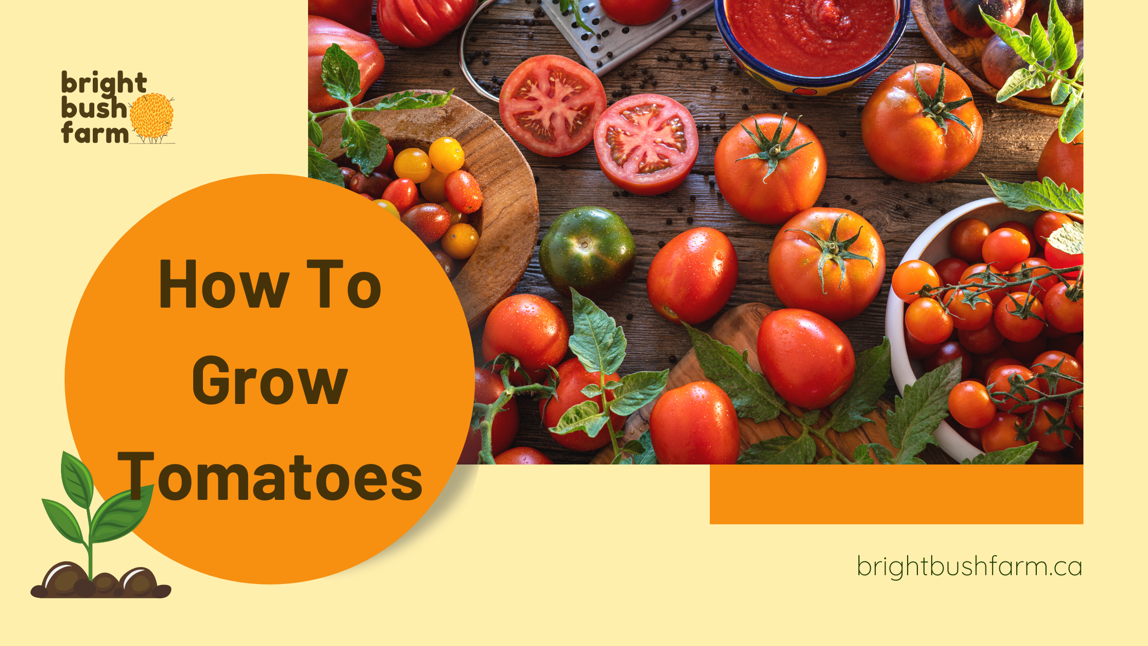 Germination Time for Tomatoes - A Guide to Temperature, Moisture and Materials