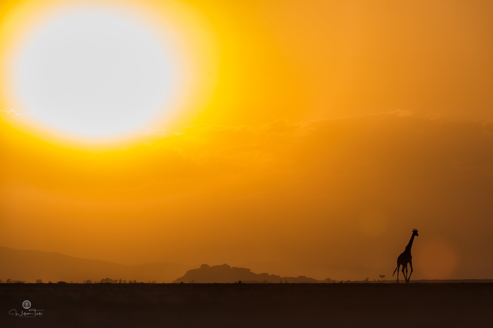Giraffe in Silhouette at sunset - William Toti.jpg