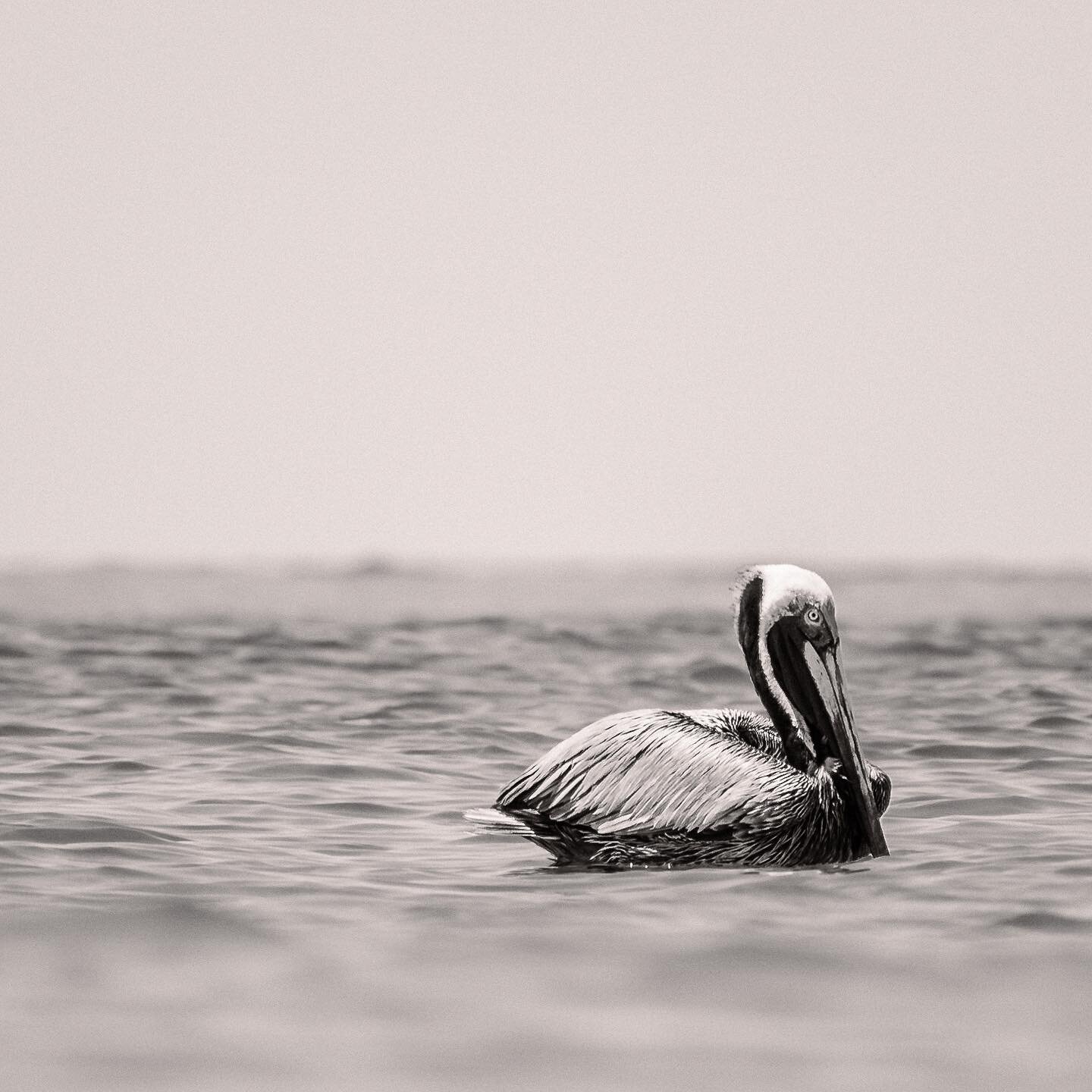 To be floating on the ocean right now&hellip;

Brown Pelican (Pelecanus occidentalis)
 &bull; &bull; &bull; &bull;
&bull; &bull; 
#birdfromhome&nbsp;#birdfreaks&nbsp;#nikon100&nbsp;#natgeoyourshot&nbsp;#best_birds_of_world&nbsp;#best_bird_shots&nbsp;