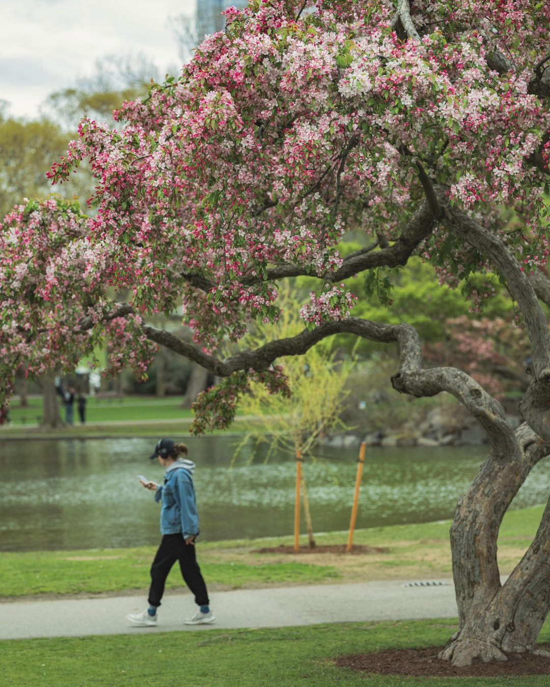 Boston Commons in the Spring