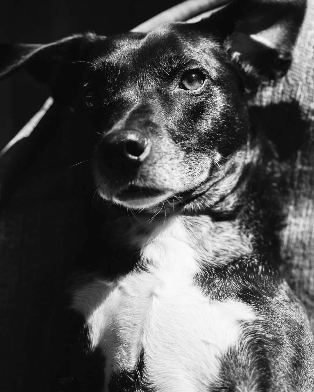 Today is Memphis&rsquo; Gotcha Day. This little guy is my heart and soul. He reminds me to slow down, enjoy long walks and the sun (i.e., Nature&rsquo;s Blanket), and keeps me focused on the peaceful nature of the present moment. He&rsquo;s the sweet