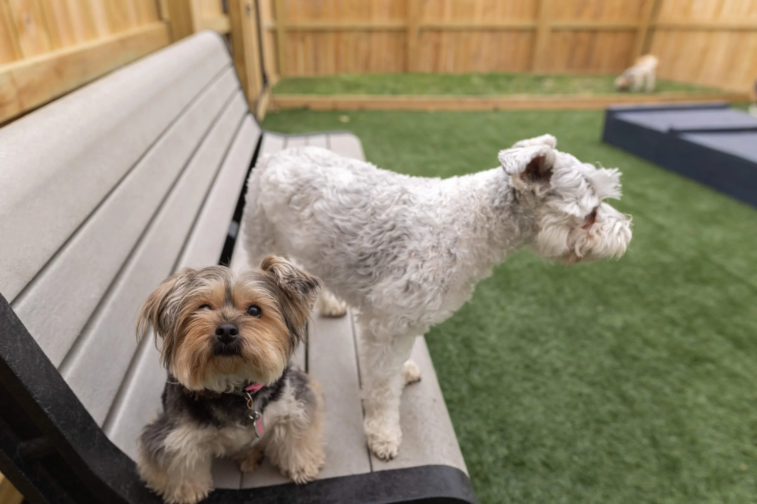 Muddy Paws Pet Services