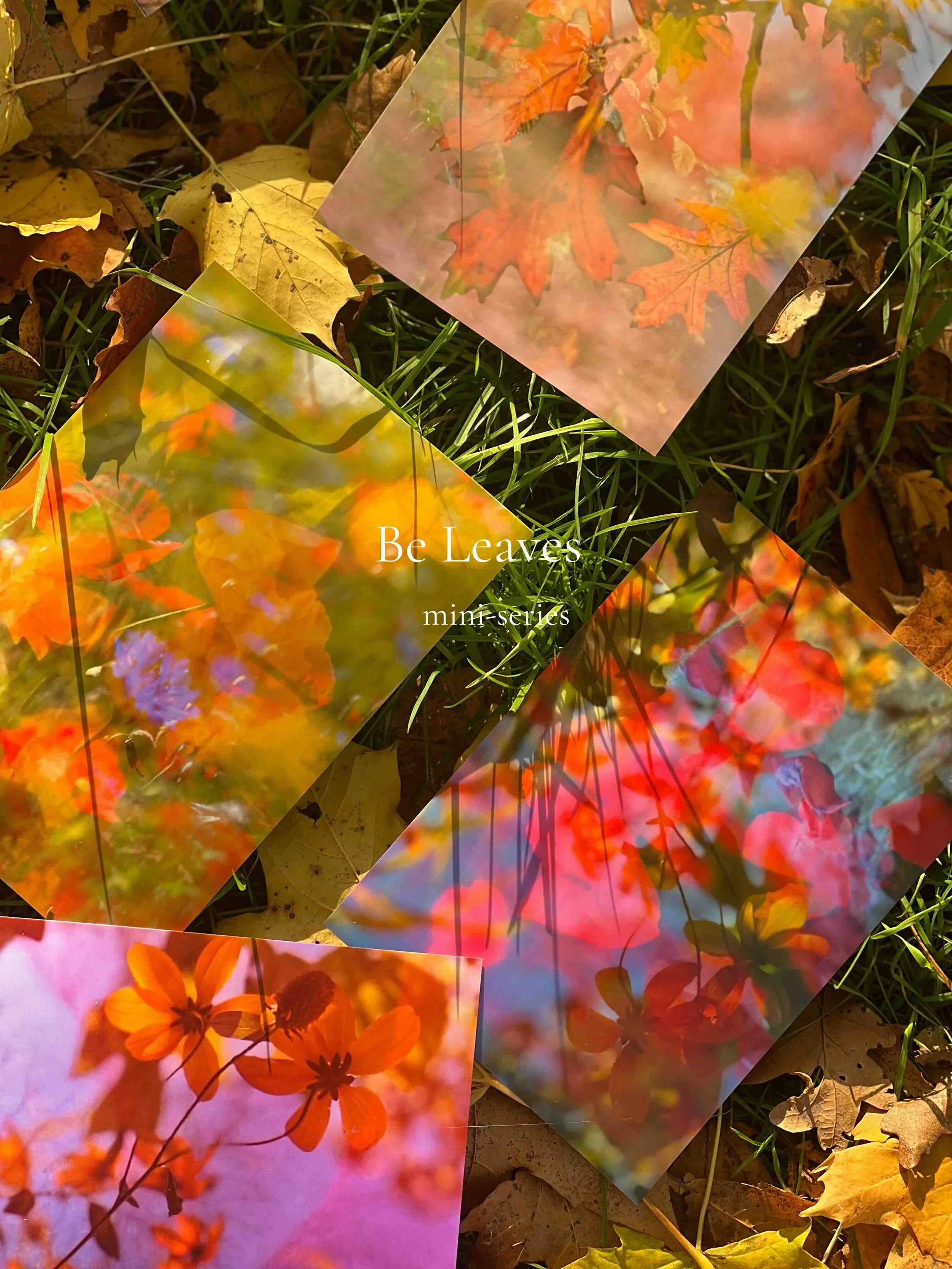 Several transparent photos of autumn leaves with bright orange, yellow, and red foliage are placed on top of fallen brown and yellow leaves on the ground.