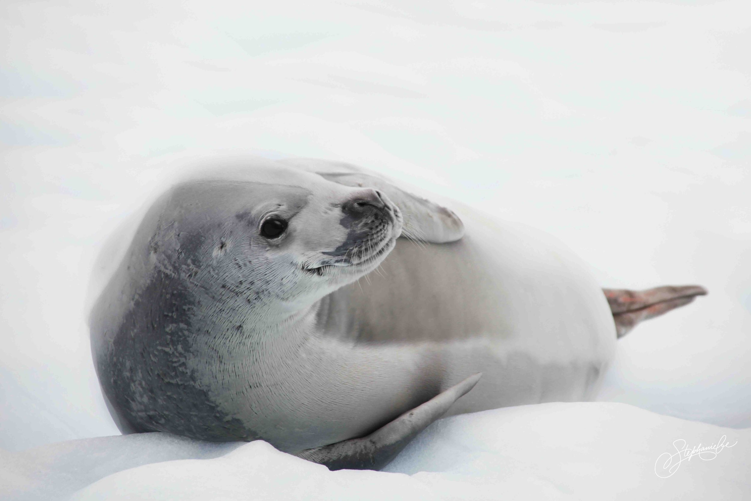 LOBODON CARCINOPHAGUS 