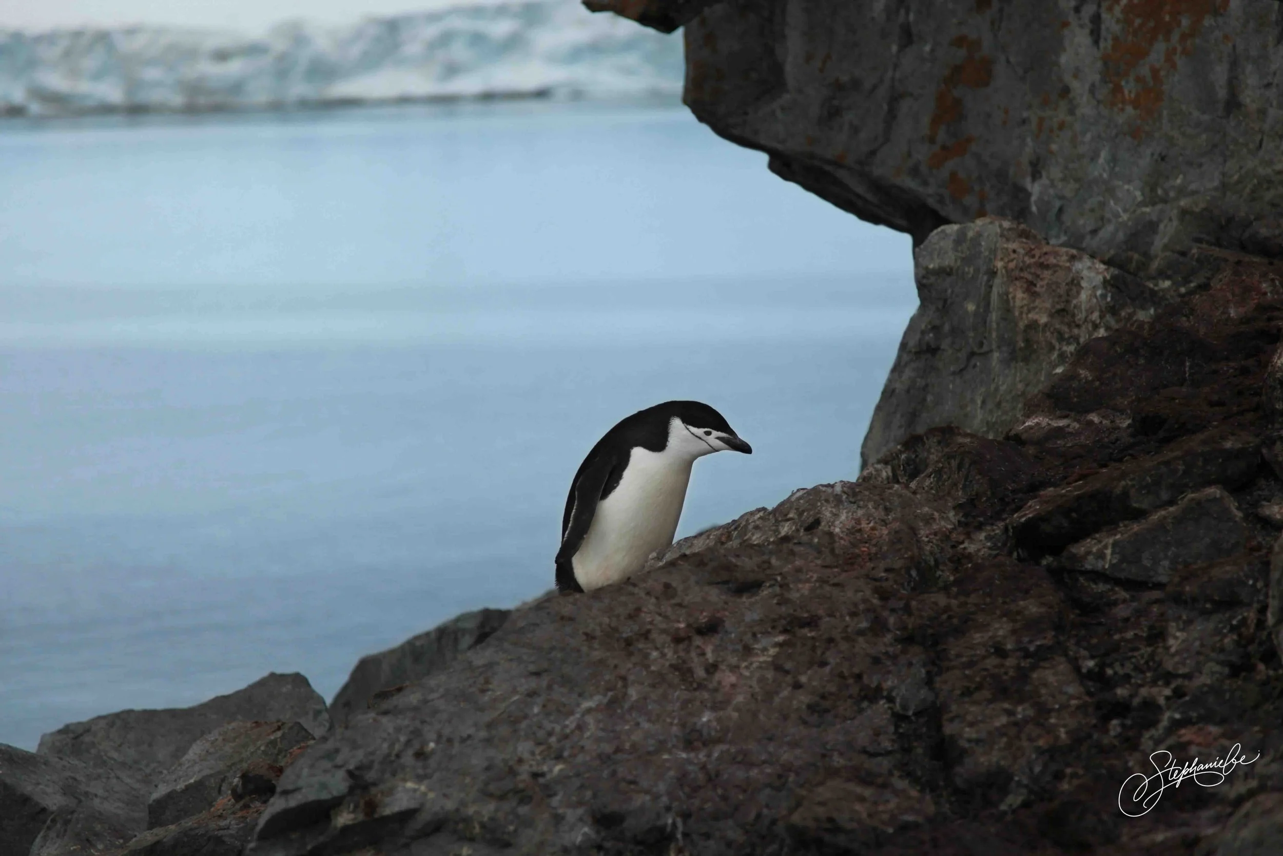 PENGUIN ON THE ROCK, NO ICE