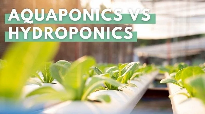 Hydroponics or Aquaponics?