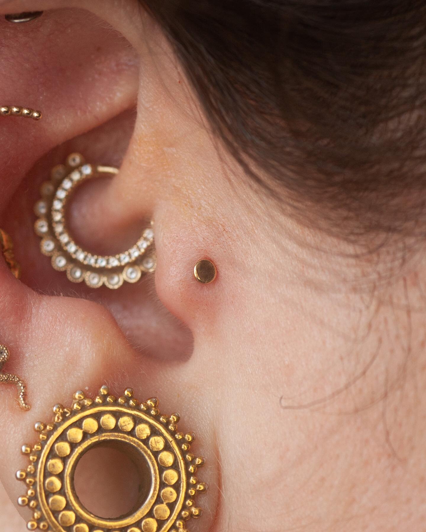 My sweet pal @booksandbadassery came in and let me pick some empty spots for new cuties! Fresh tragus using a @bodygems high polish gold disc, and a fresh conch using an @anatometalinc &lsquo;Ferndale&rsquo;, all in yellow gold! ☀️