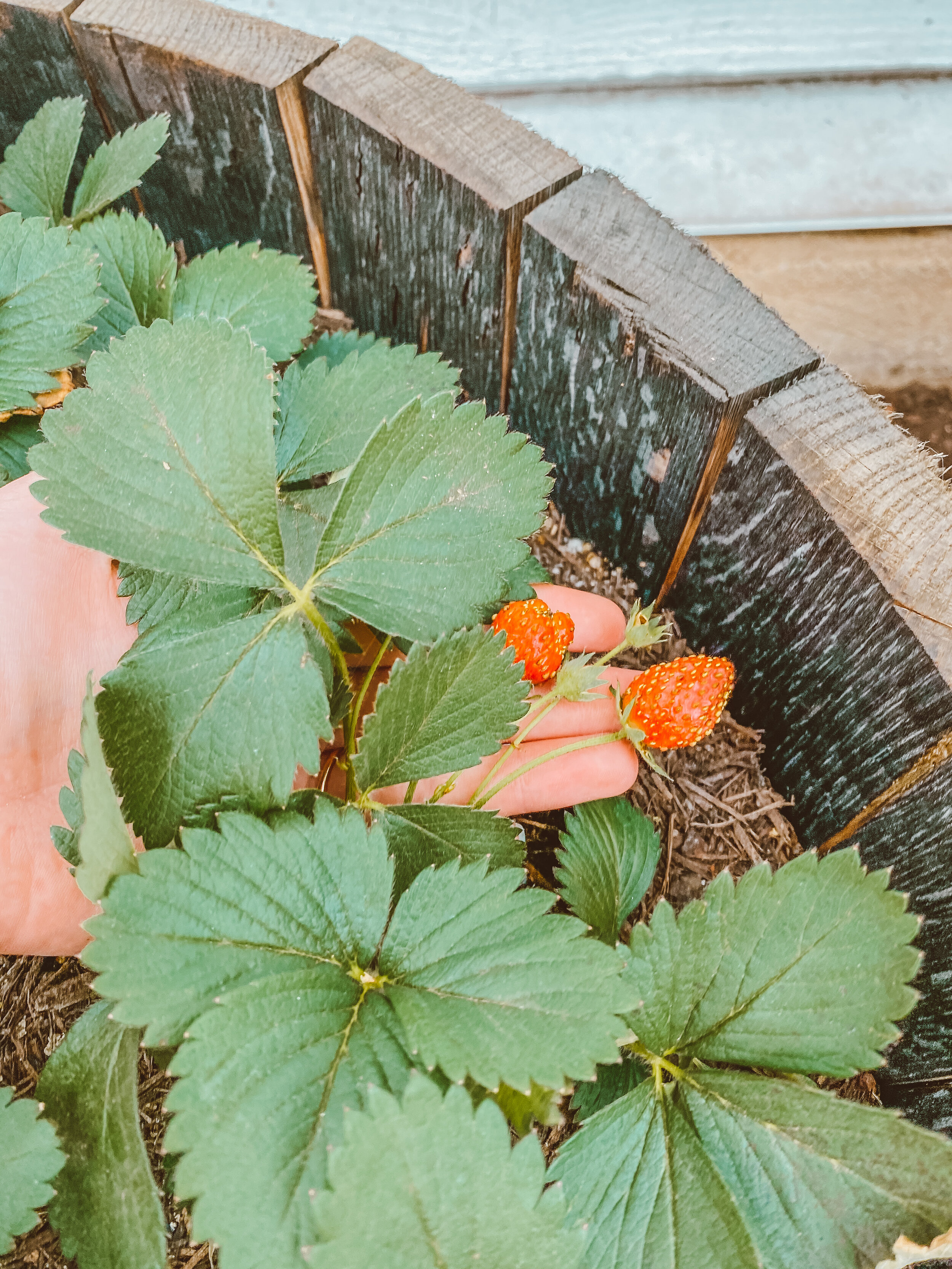 Red Strawberries