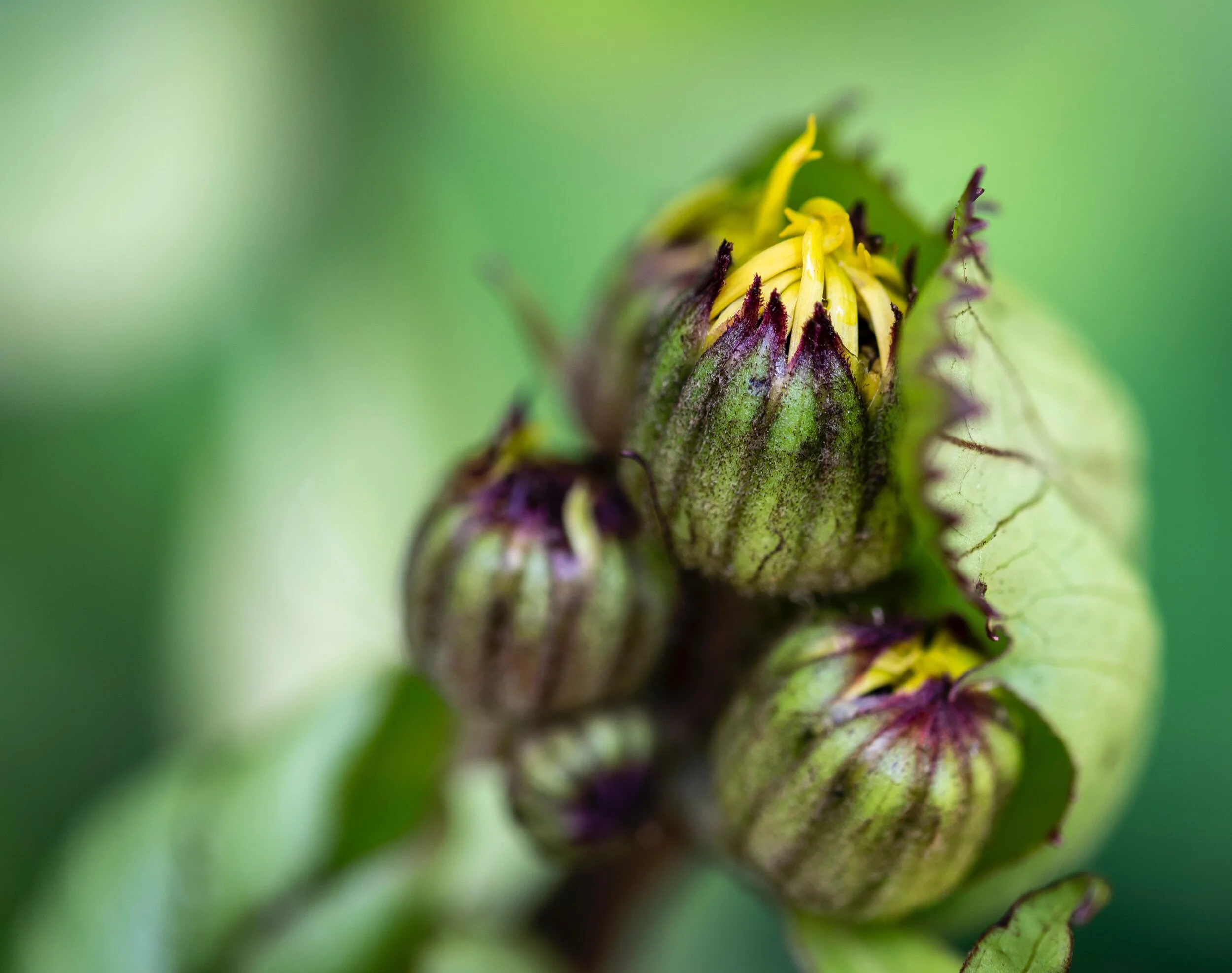 In Service to your Suffering