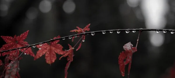 Looking back and looking forward