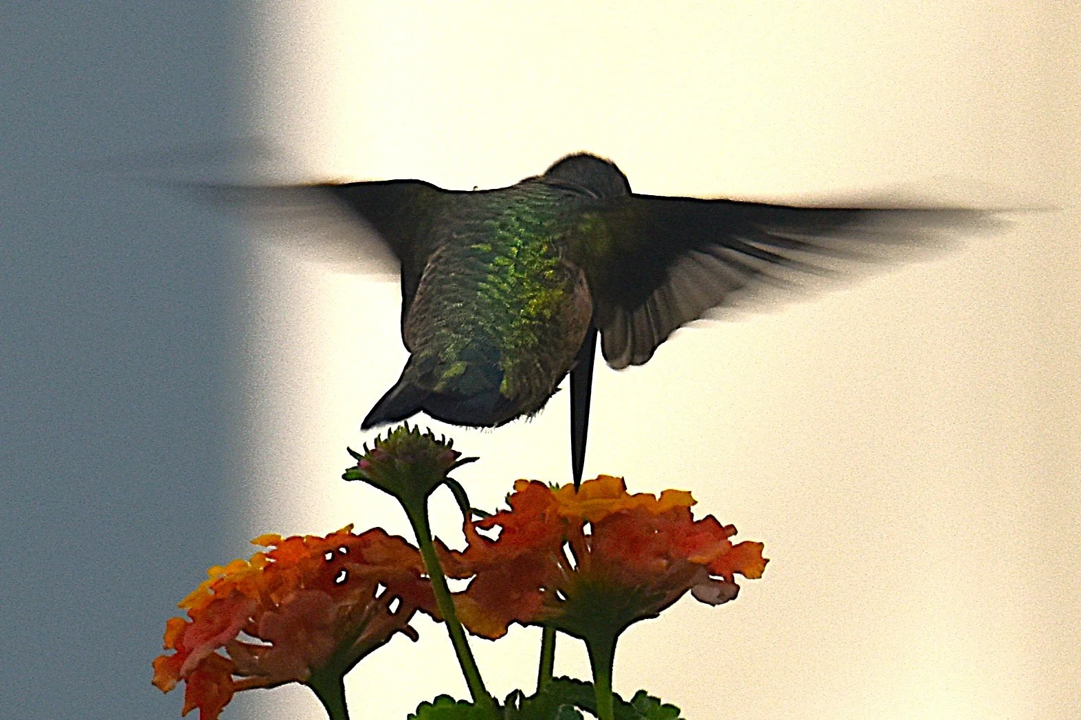 DSC_0704a Humming Bird Delight aaa.JPG