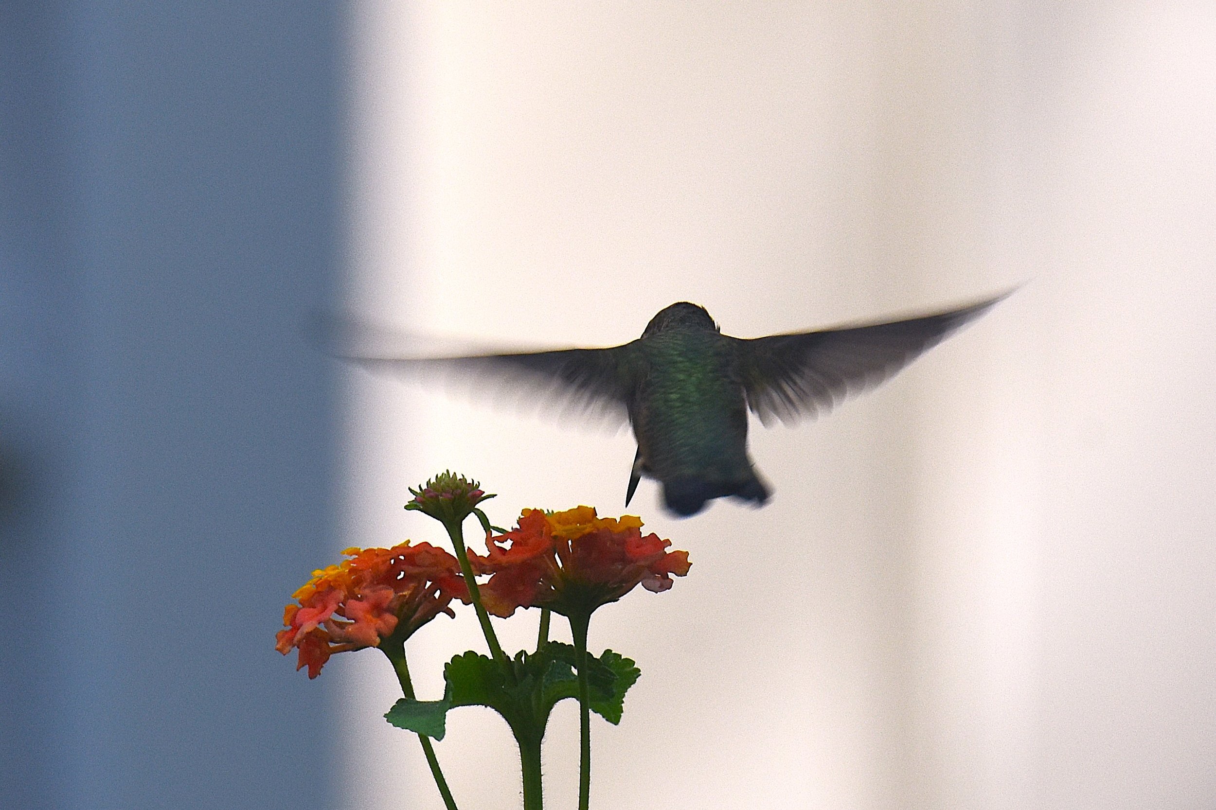 DSC_0706aa Humming Bird in flight.JPG