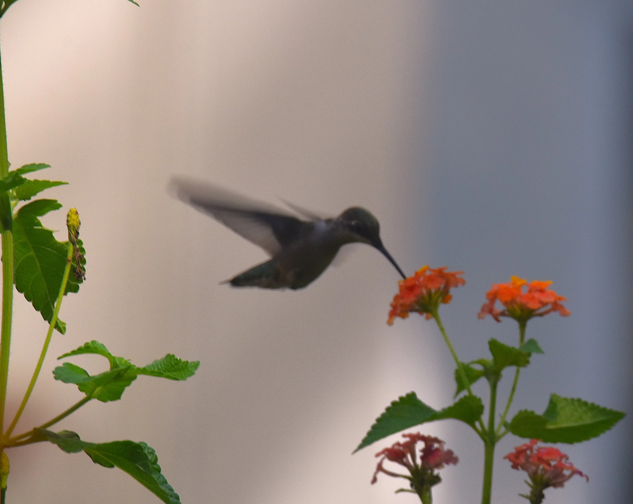 DSC_0707aa Humming.JPG