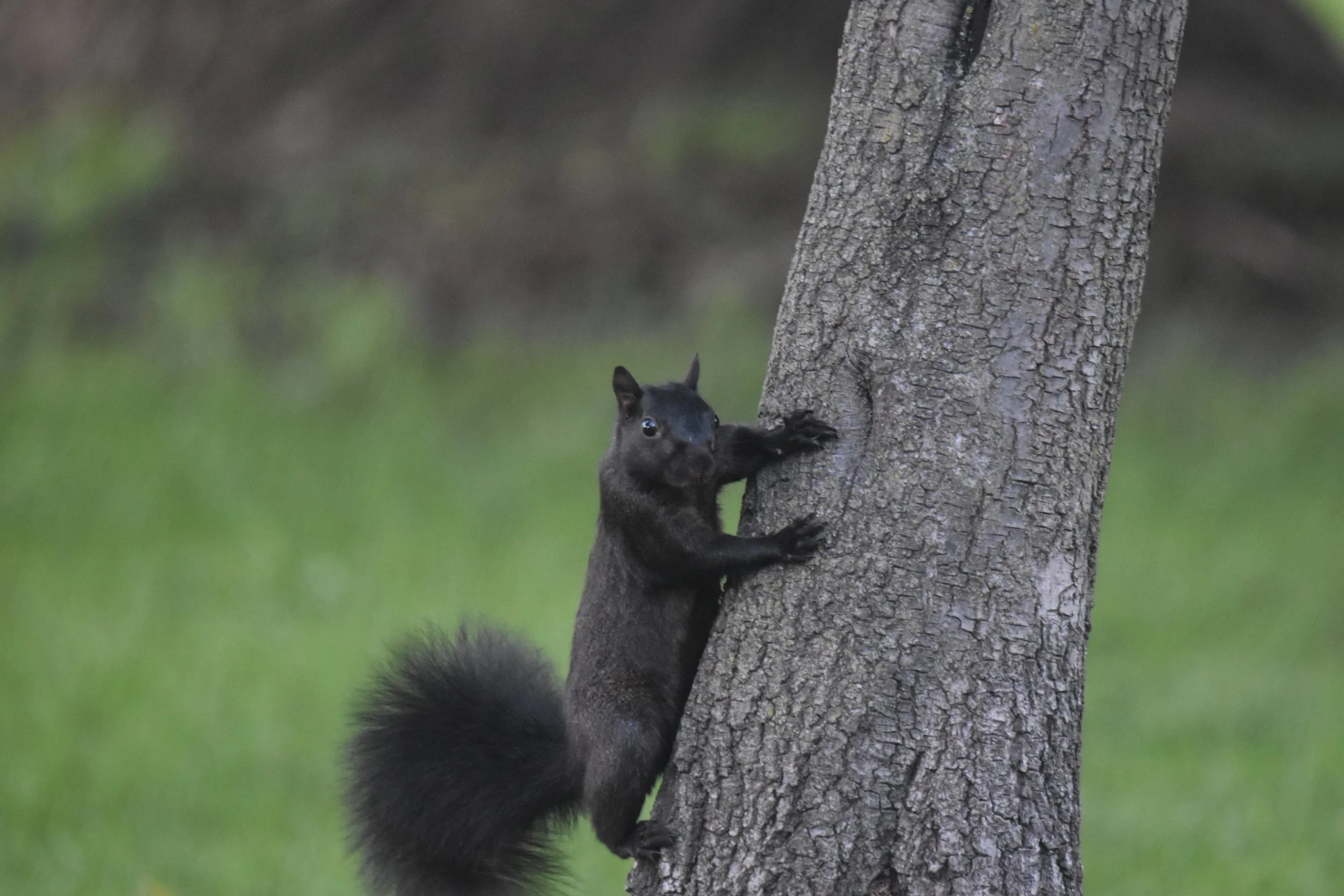 DSC_0442.JPG