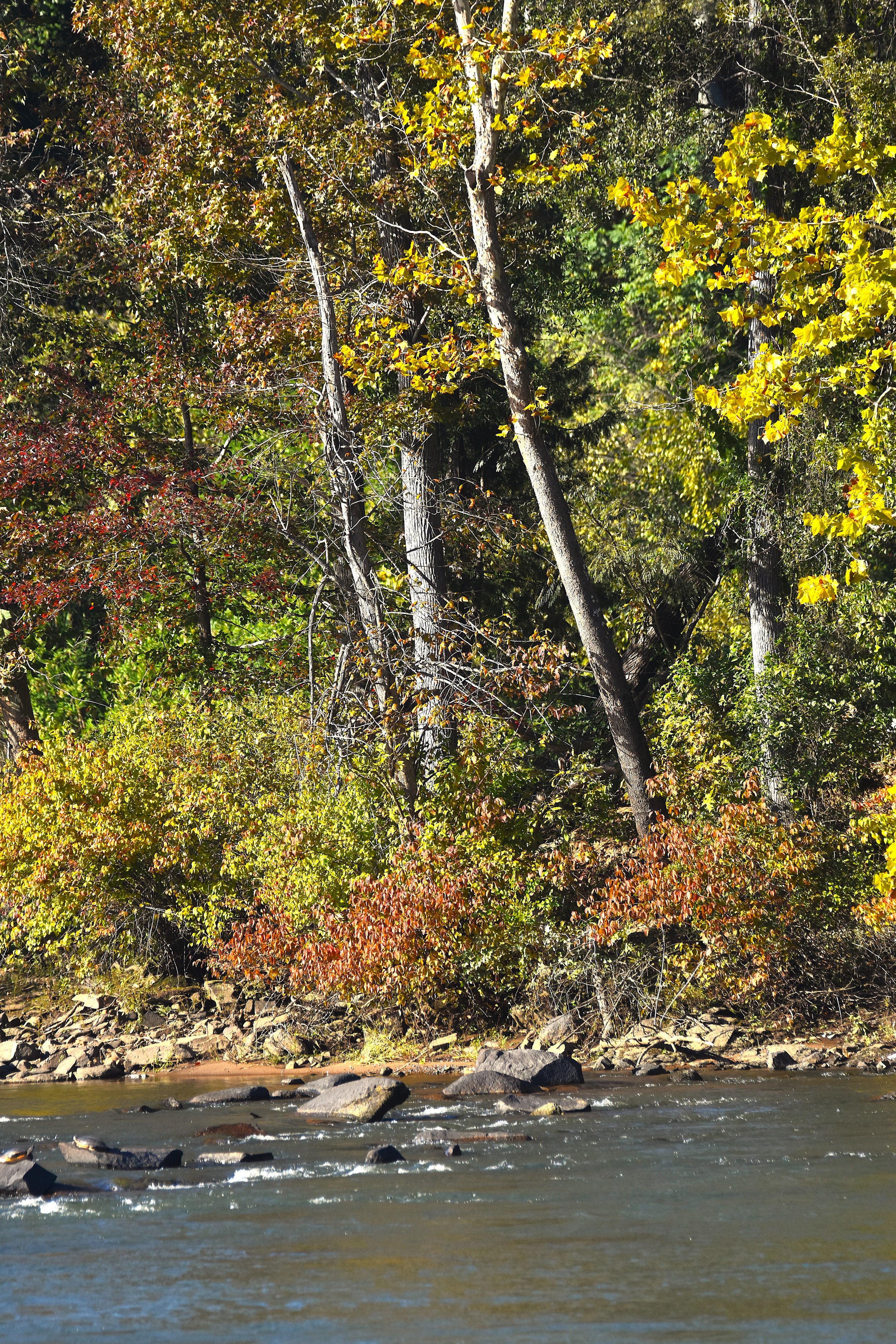 DSC_0612a.jpg
