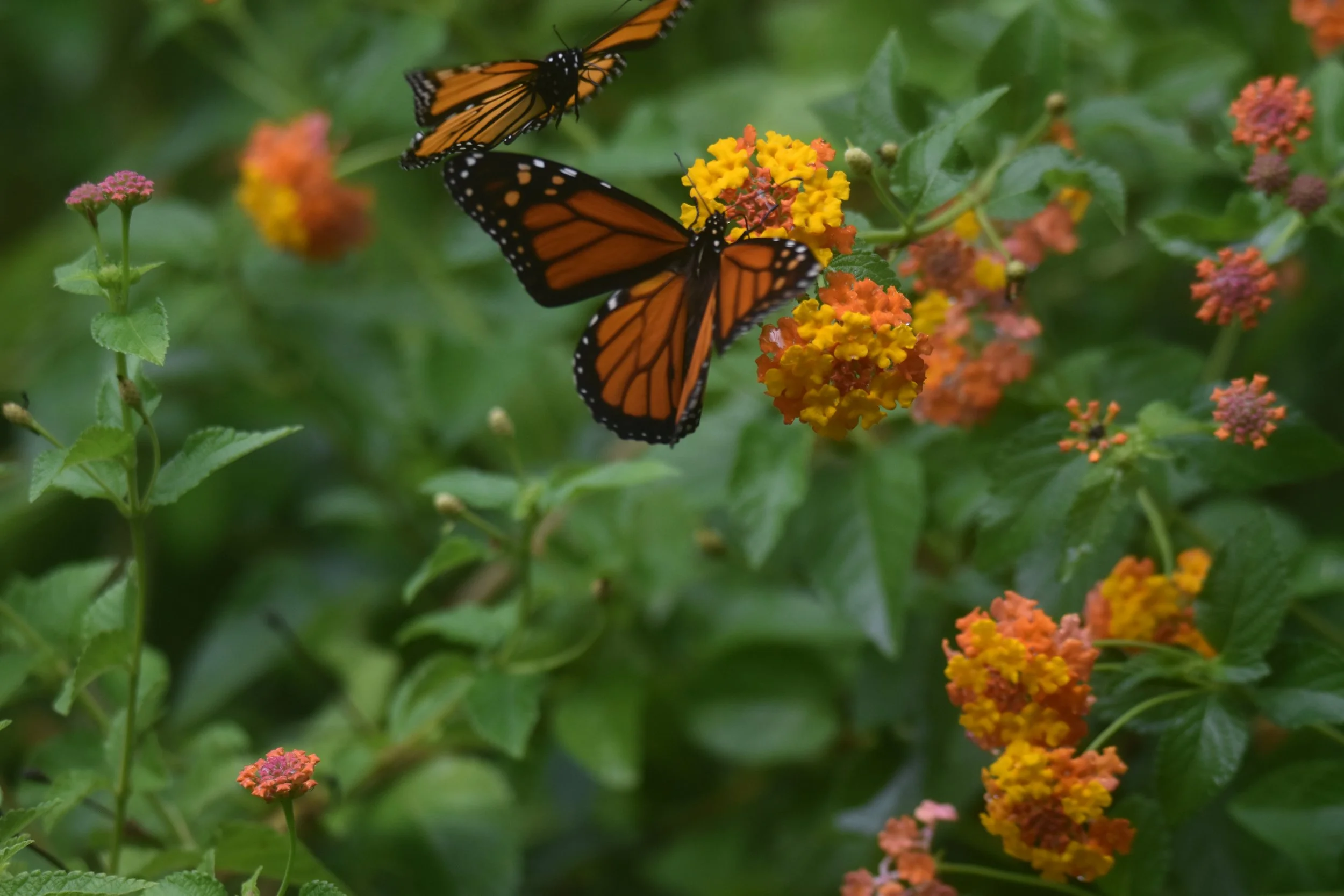 DSC_0908.JPG