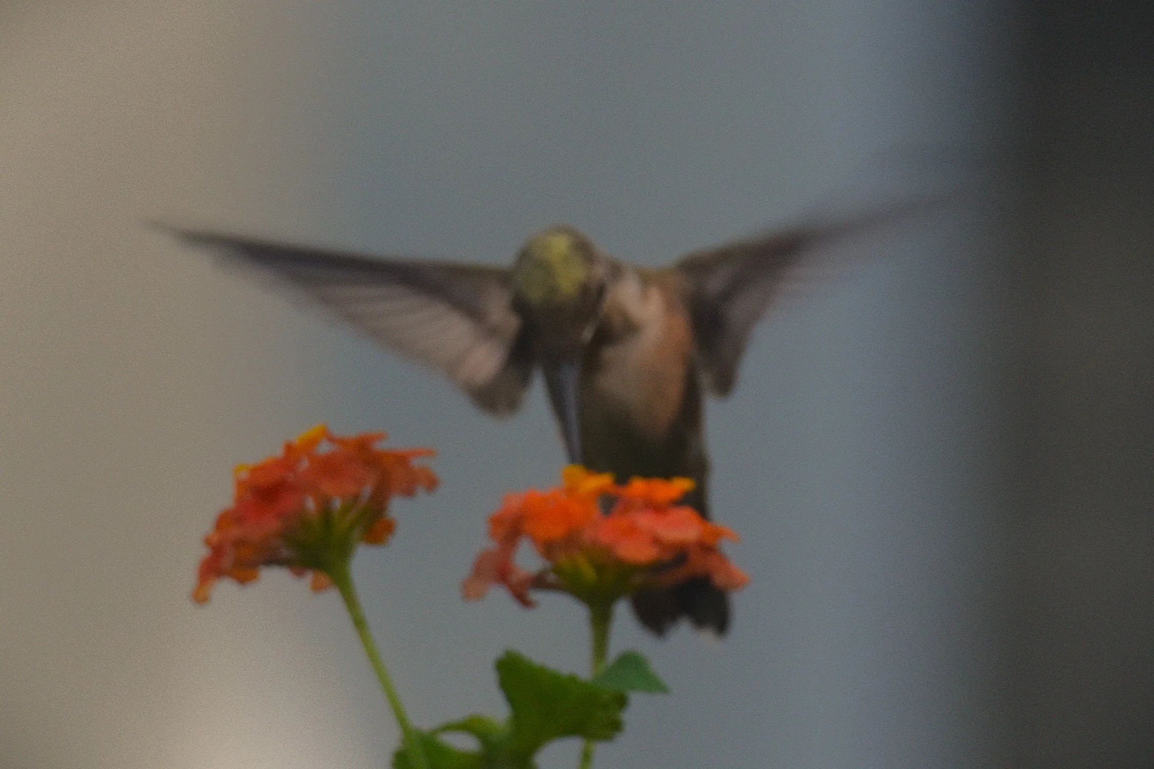 DSC_0708cc.JPG