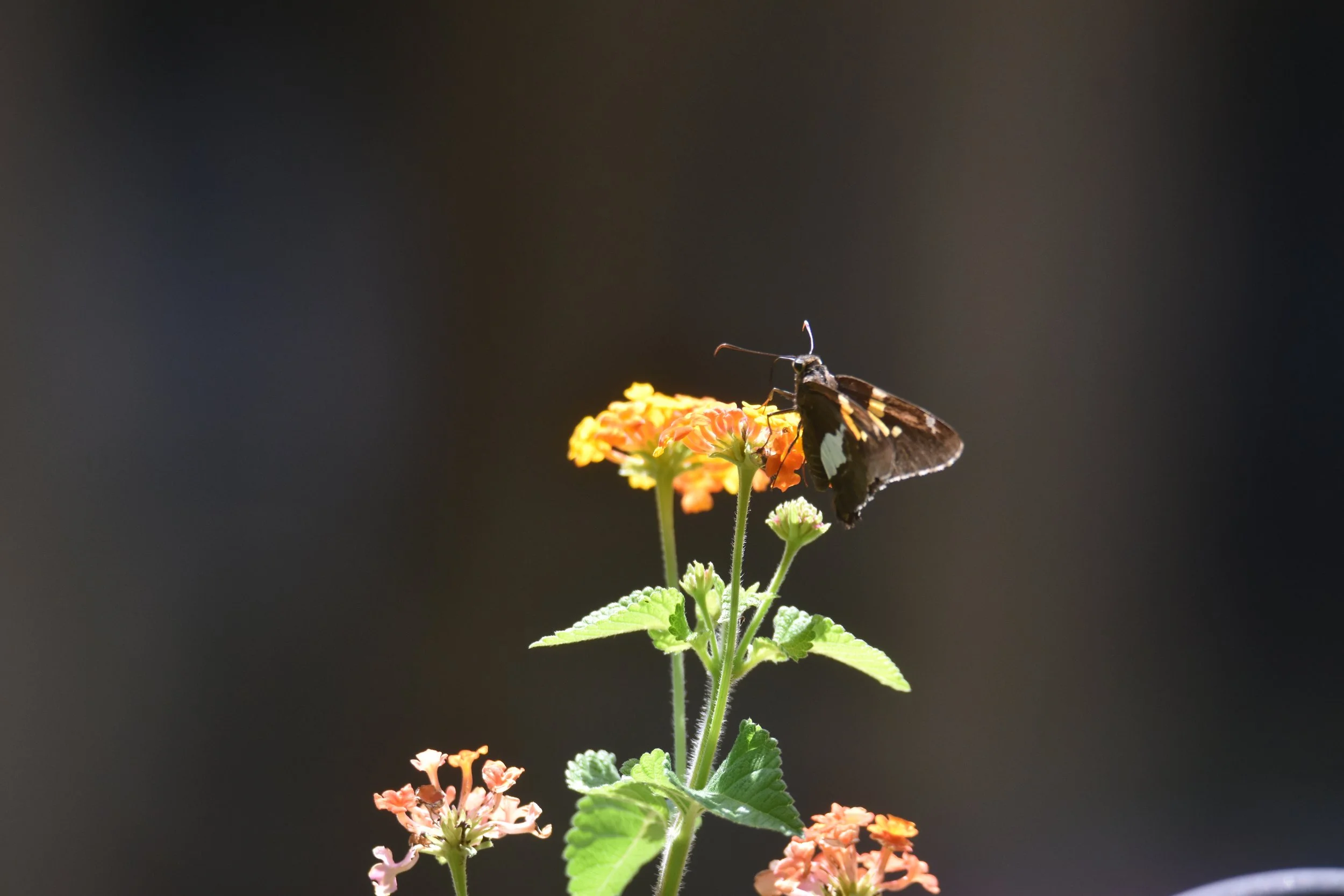 DSC_0022.JPG