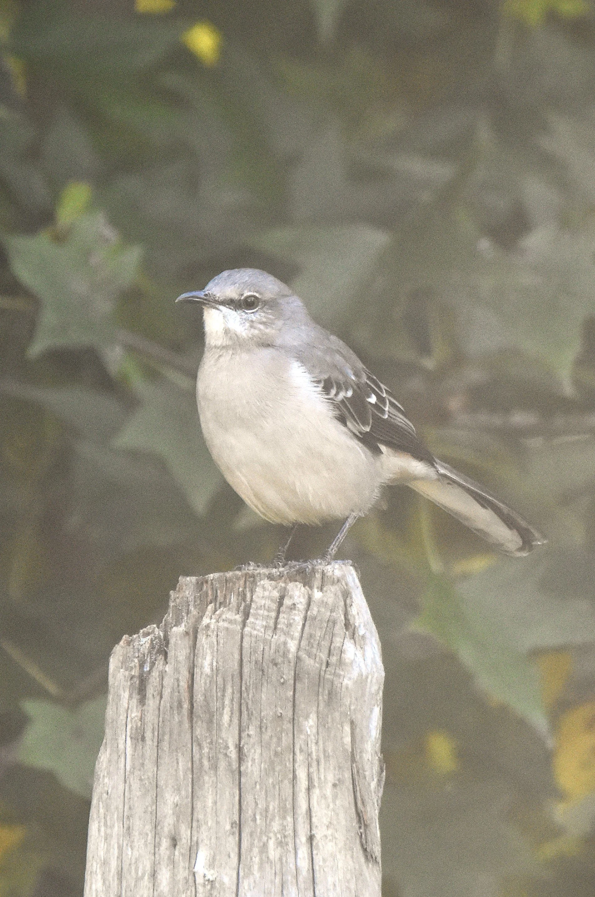 DSC_0615a.jpg