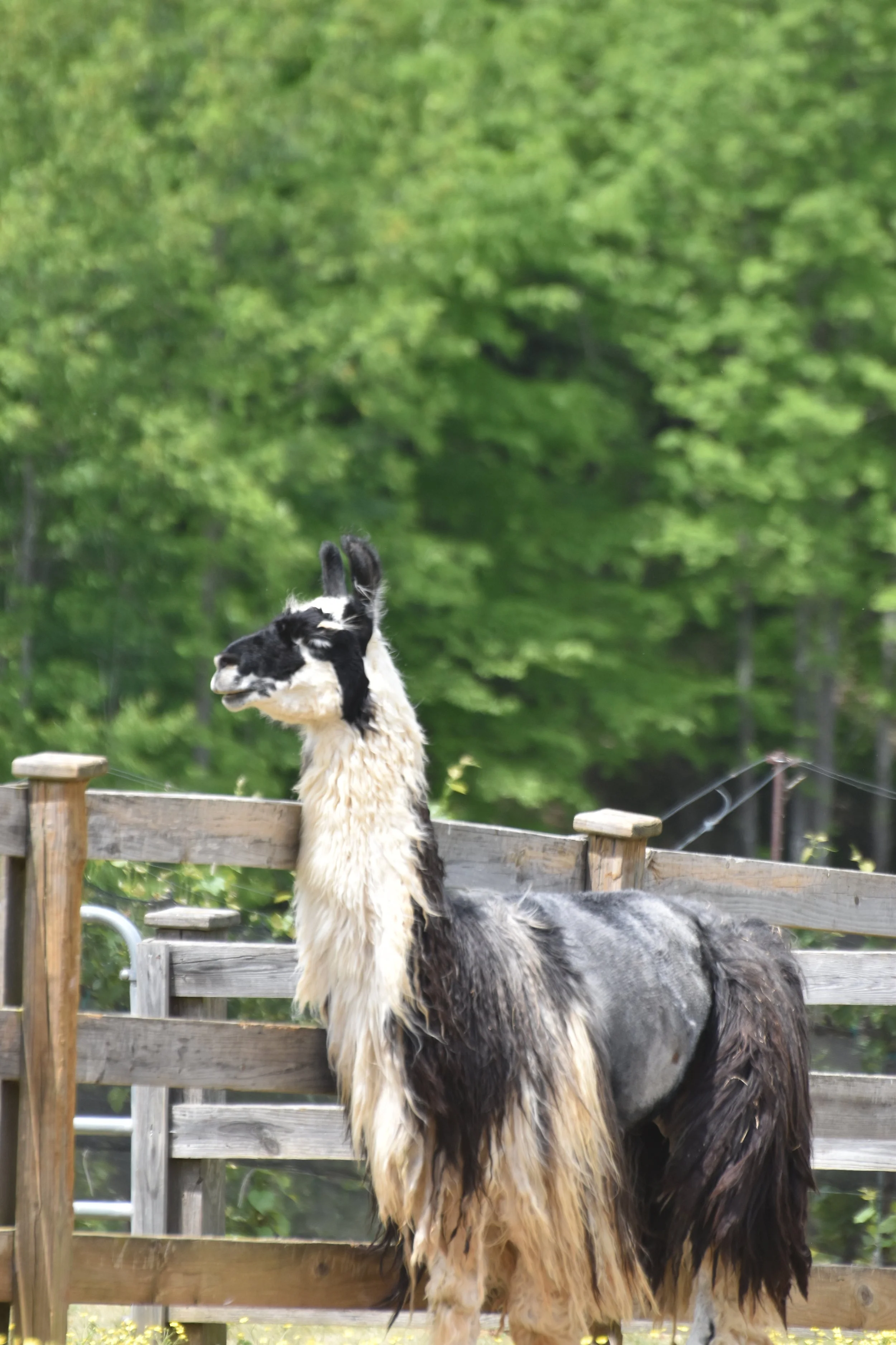 DSC_0057.JPG