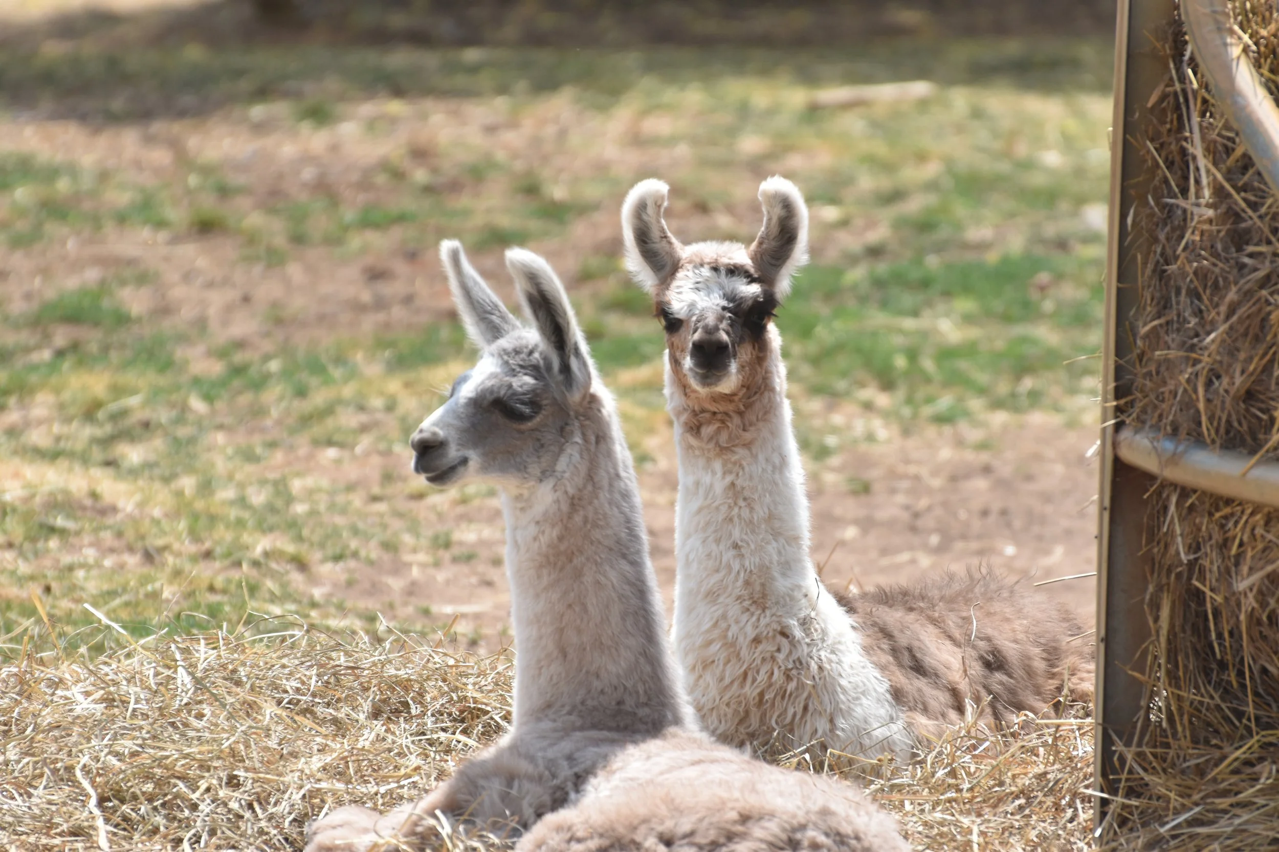 DSC_0032.JPG