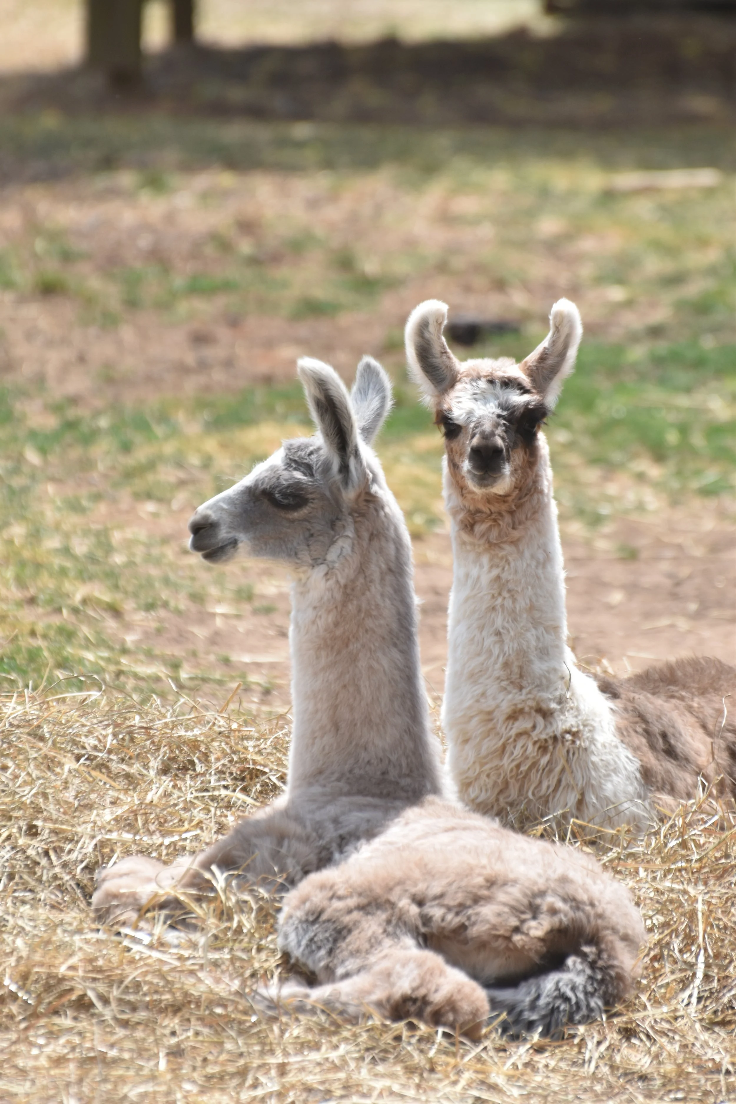 DSC_0028.JPG