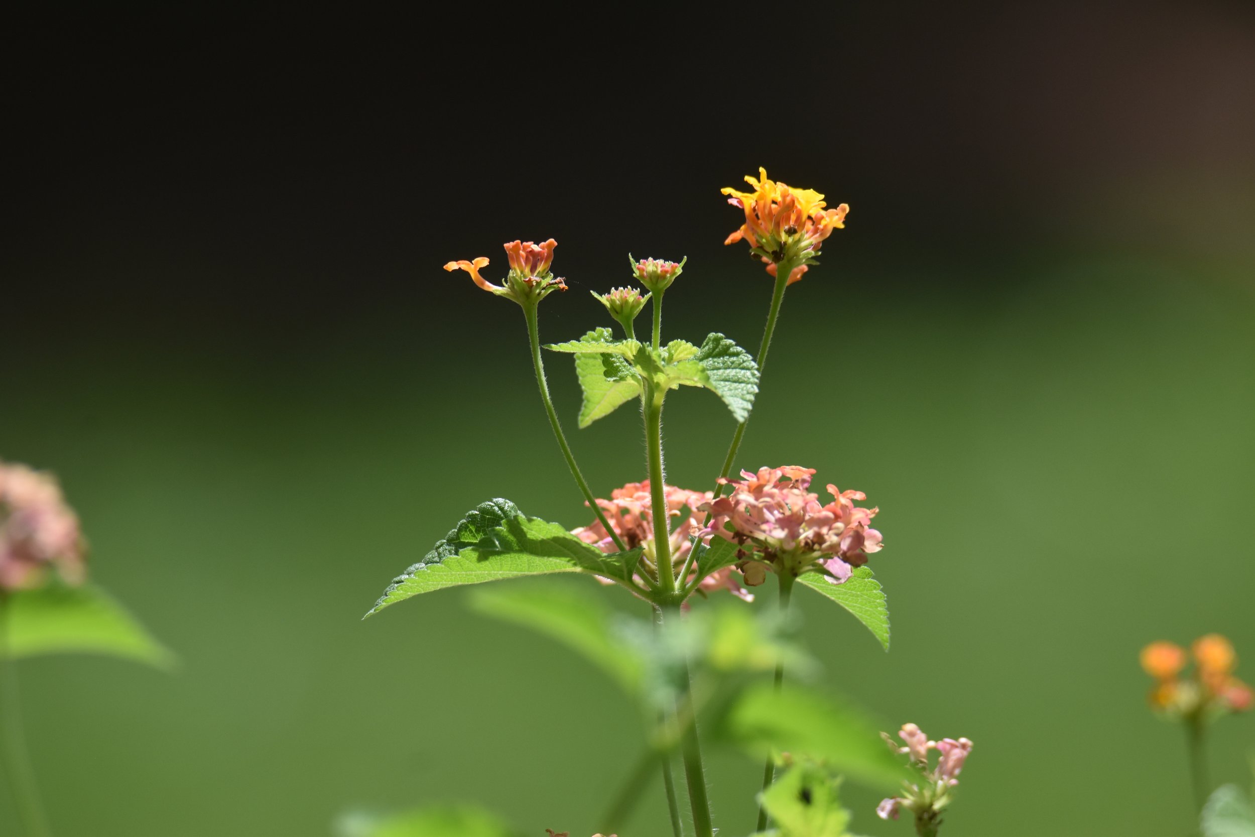Lantana Pollinators