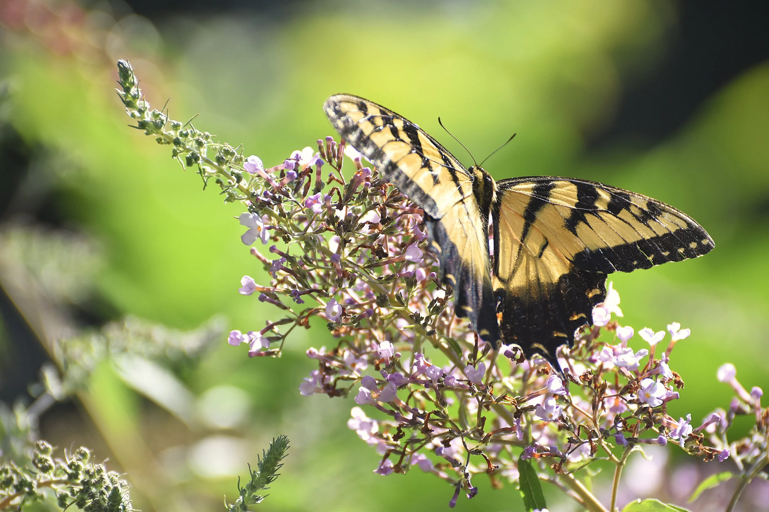 DSC_0593aa Monarch Butterfly.JPG