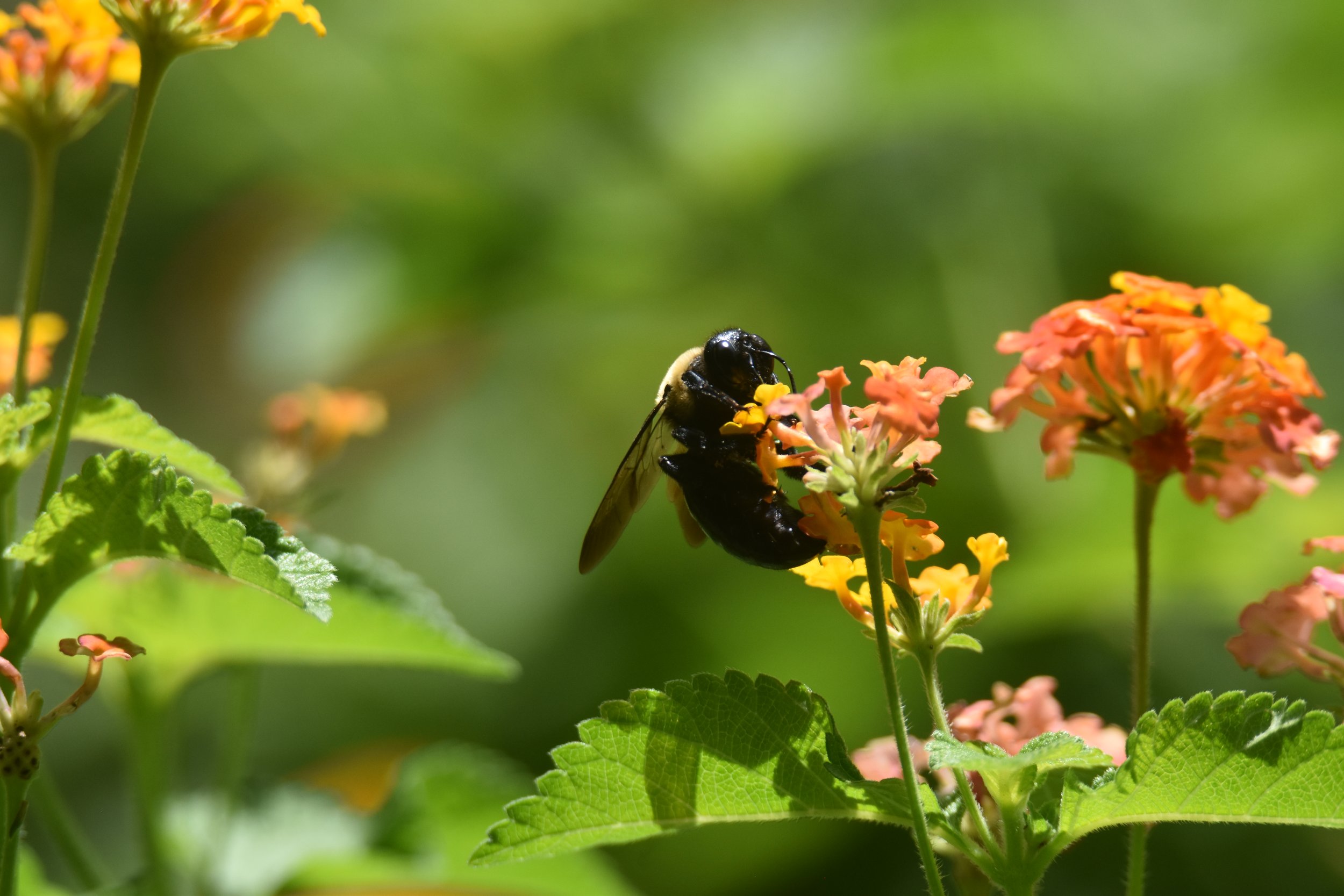 DSC_0037.JPG