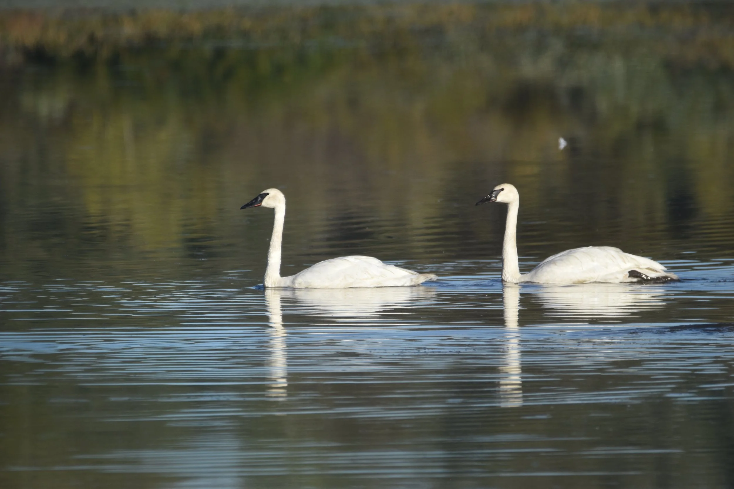 DSC_0690.JPG