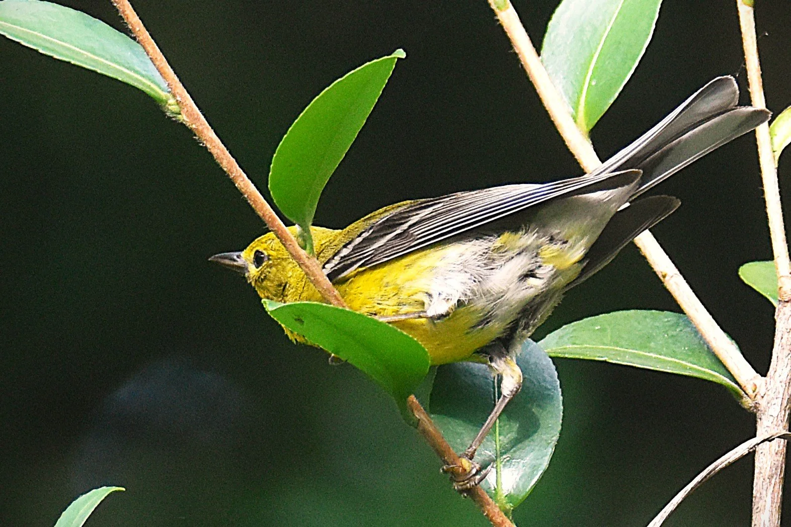 DSC_0720aa Yelow Finch.JPG