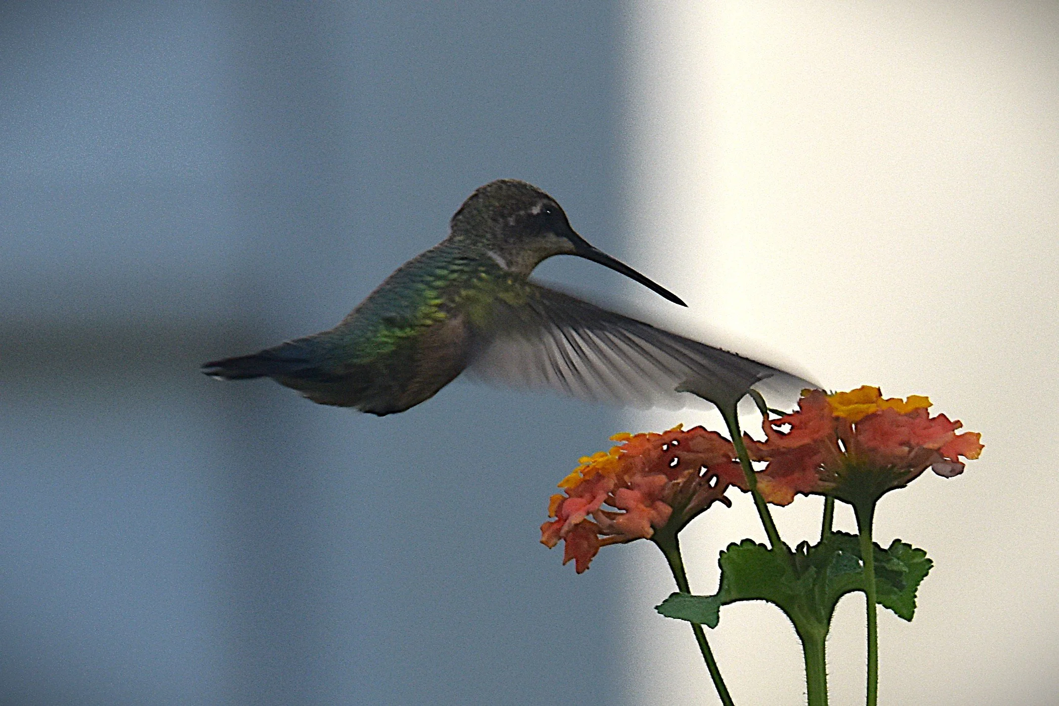 DSC_0703a Hummingbird Delight.JPG