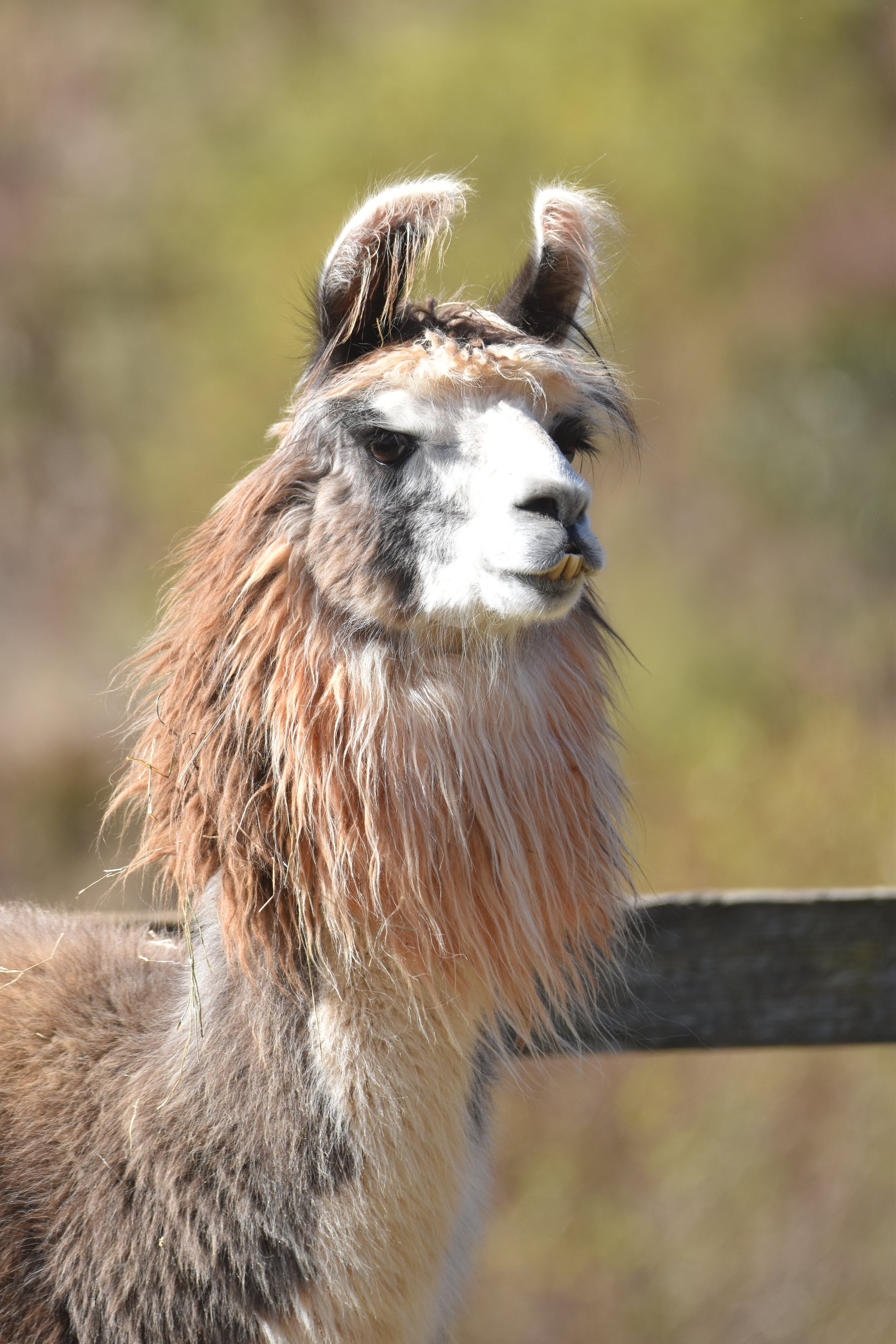 Devine Llamas Nov 2026