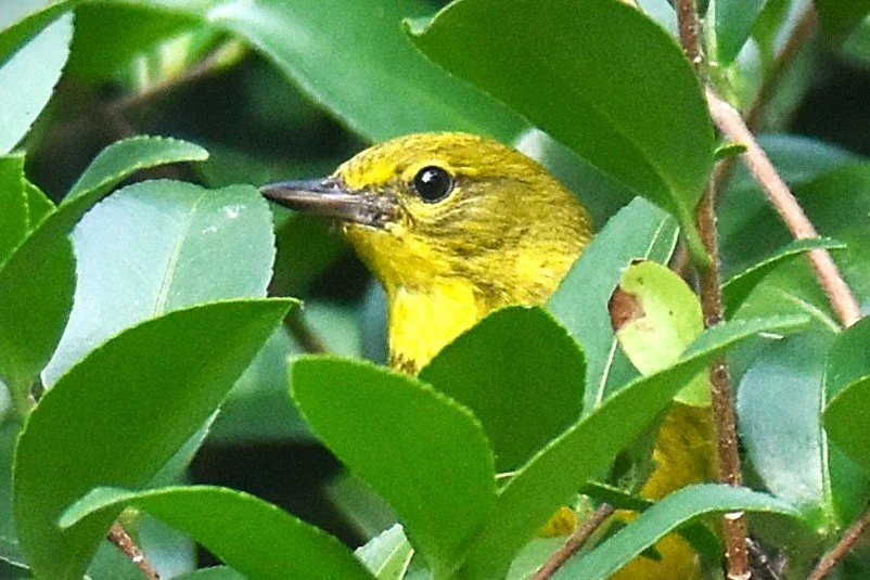 DSC_0713bb Yellow Finch Head.JPG