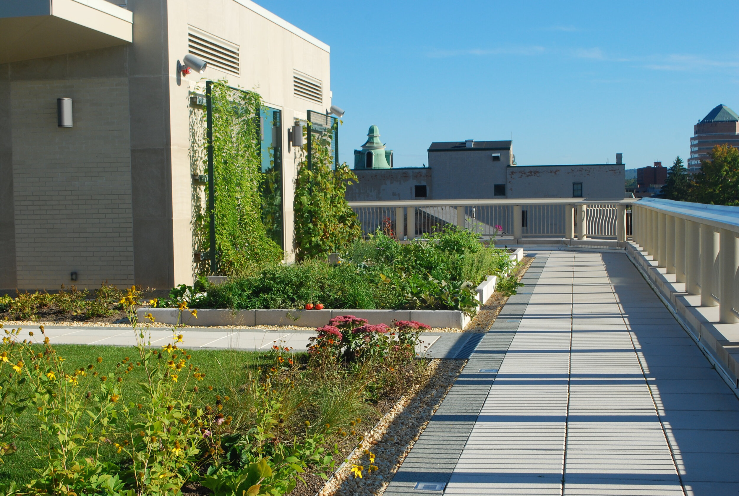 Community Health Center Roof Garden