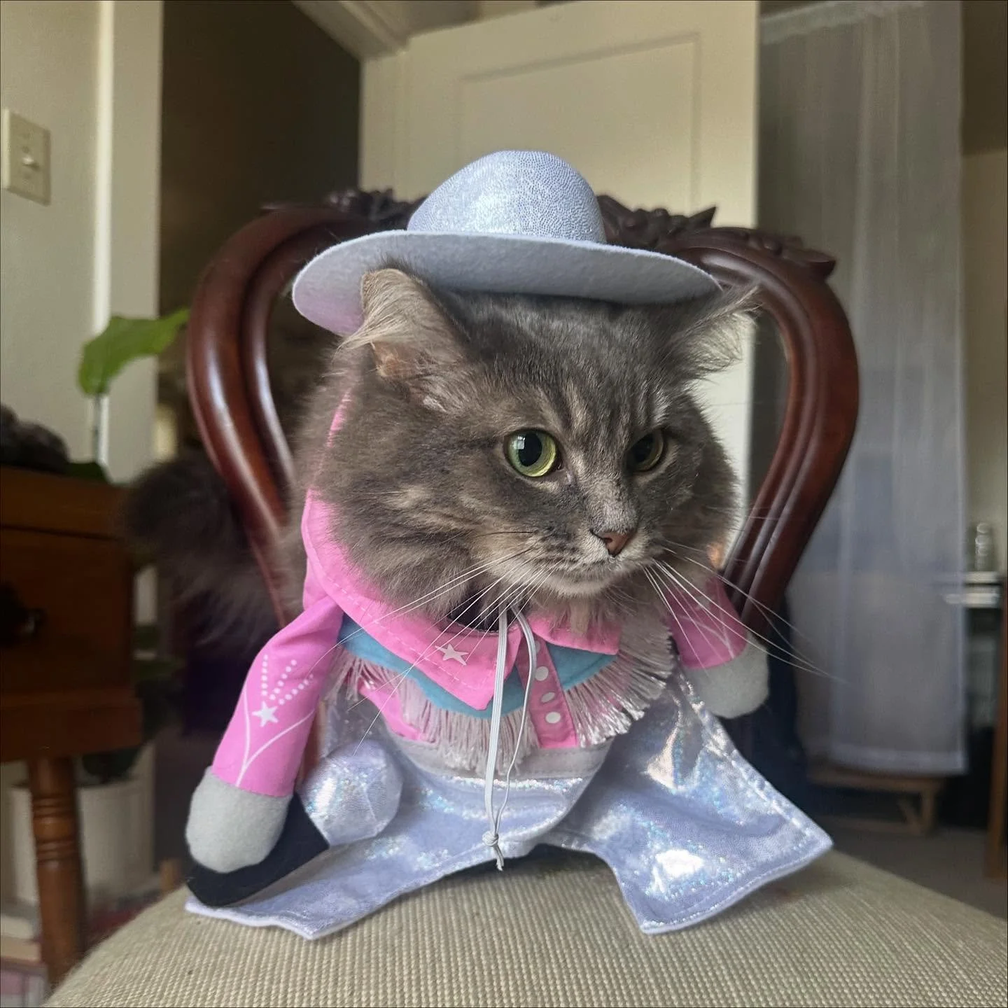 Hannah Meowntana since day one 💕🐾🎤🪩